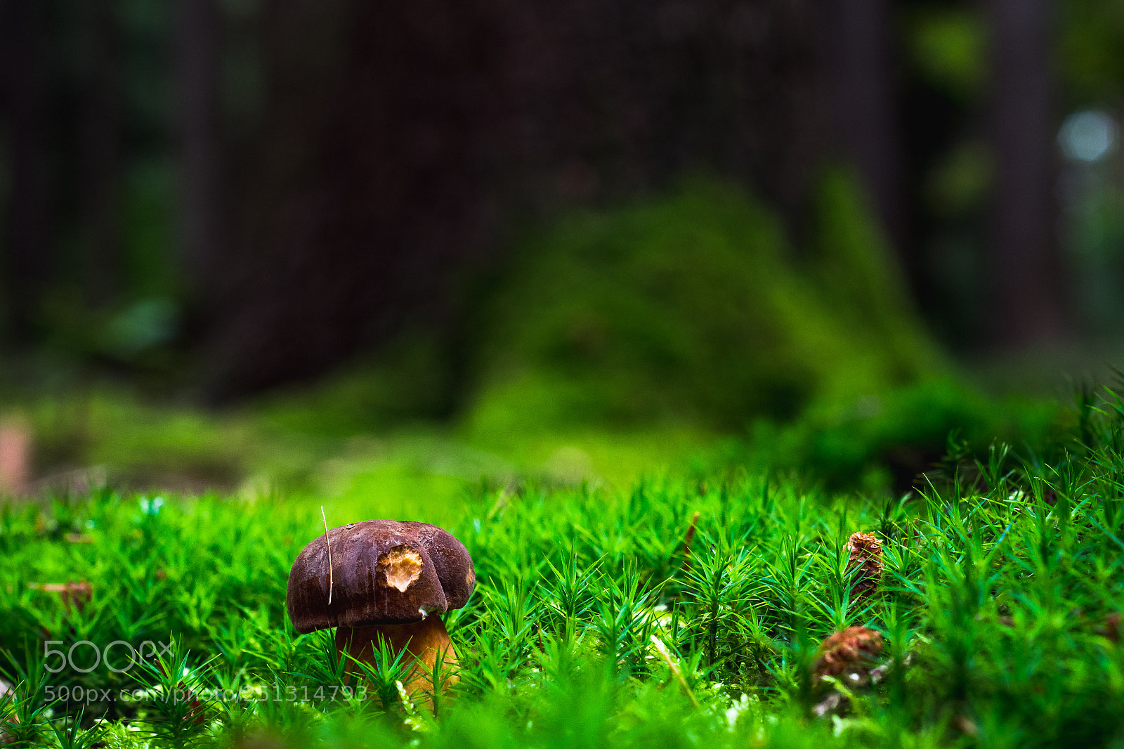 Nikon D5200 sample photo. Deep in the forest photography