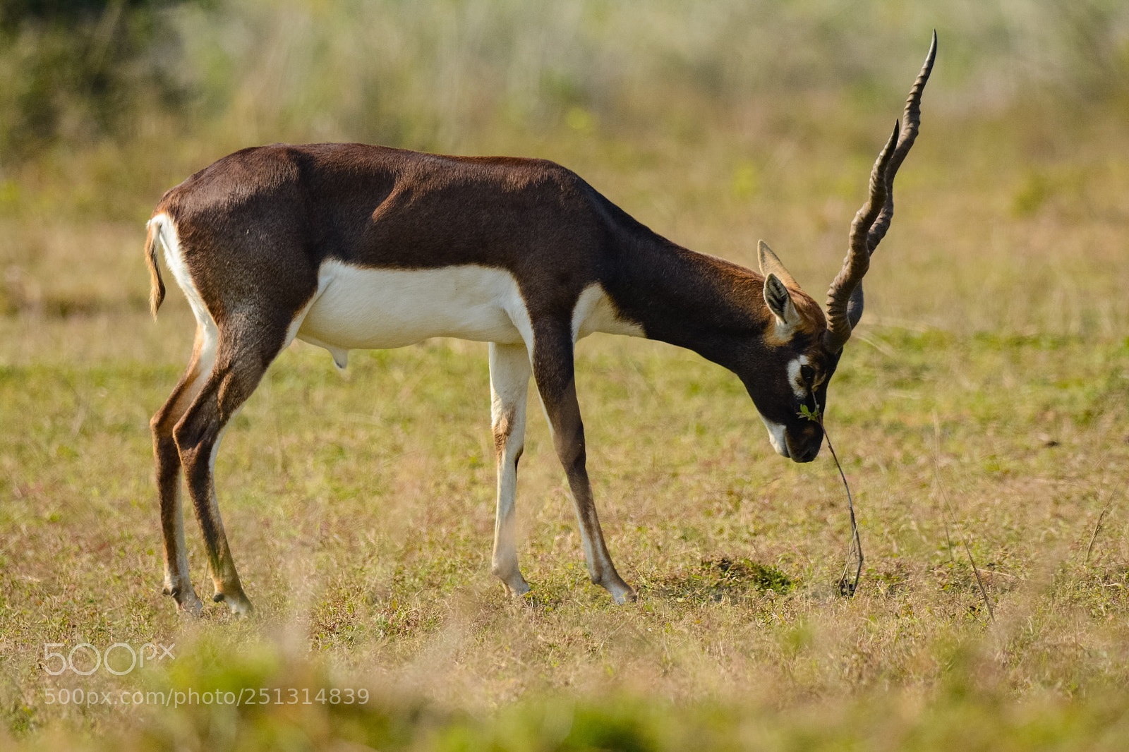 Nikon D7100 sample photo. Scent marking  photography