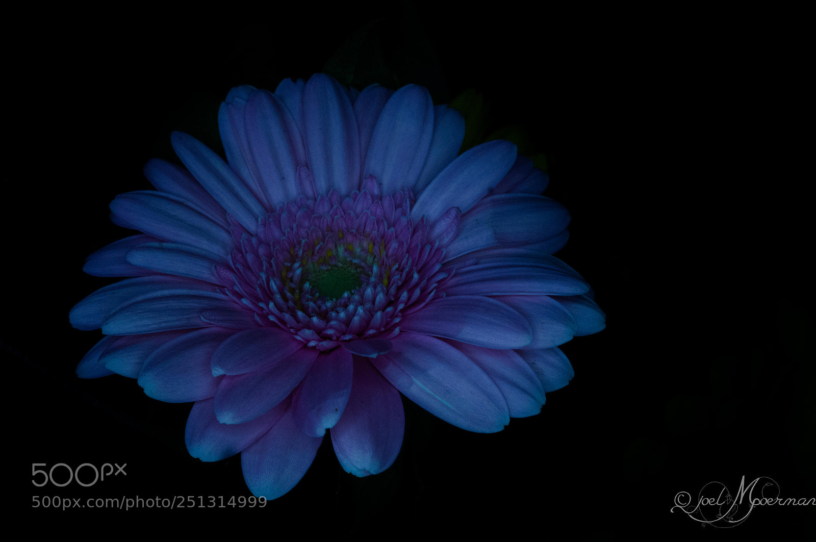 Sony SLT-A57 sample photo. Blue ! photography
