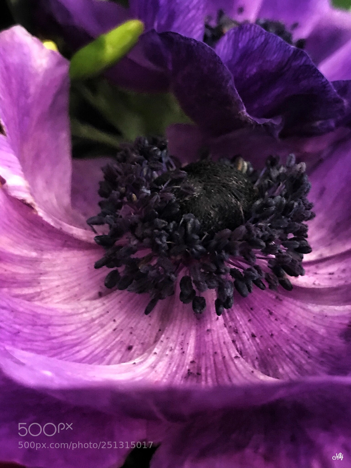 Apple iPhone 7 Plus sample photo. Untitled photography