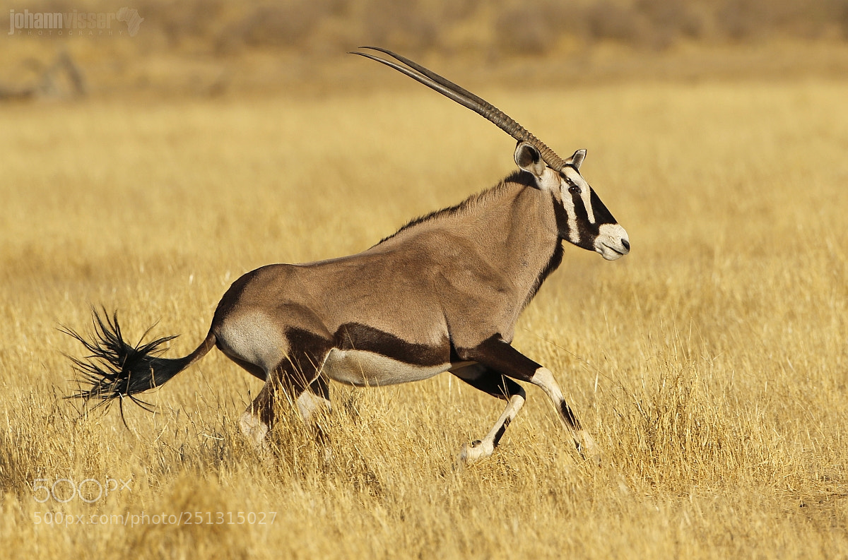 Canon EOS 7D Mark II sample photo. Gemsbok the prince of photography