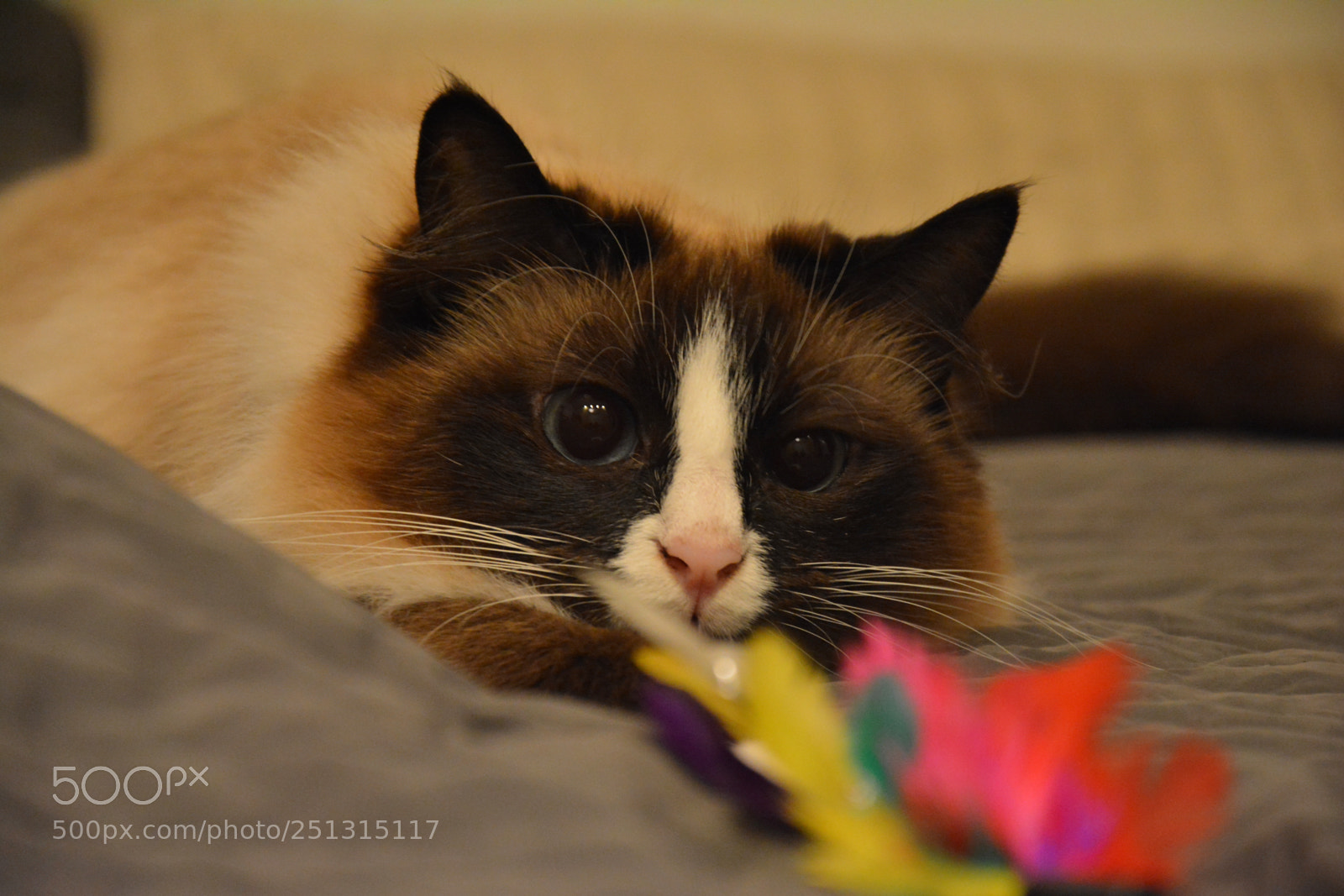 Nikon D7100 sample photo. Jicky photography