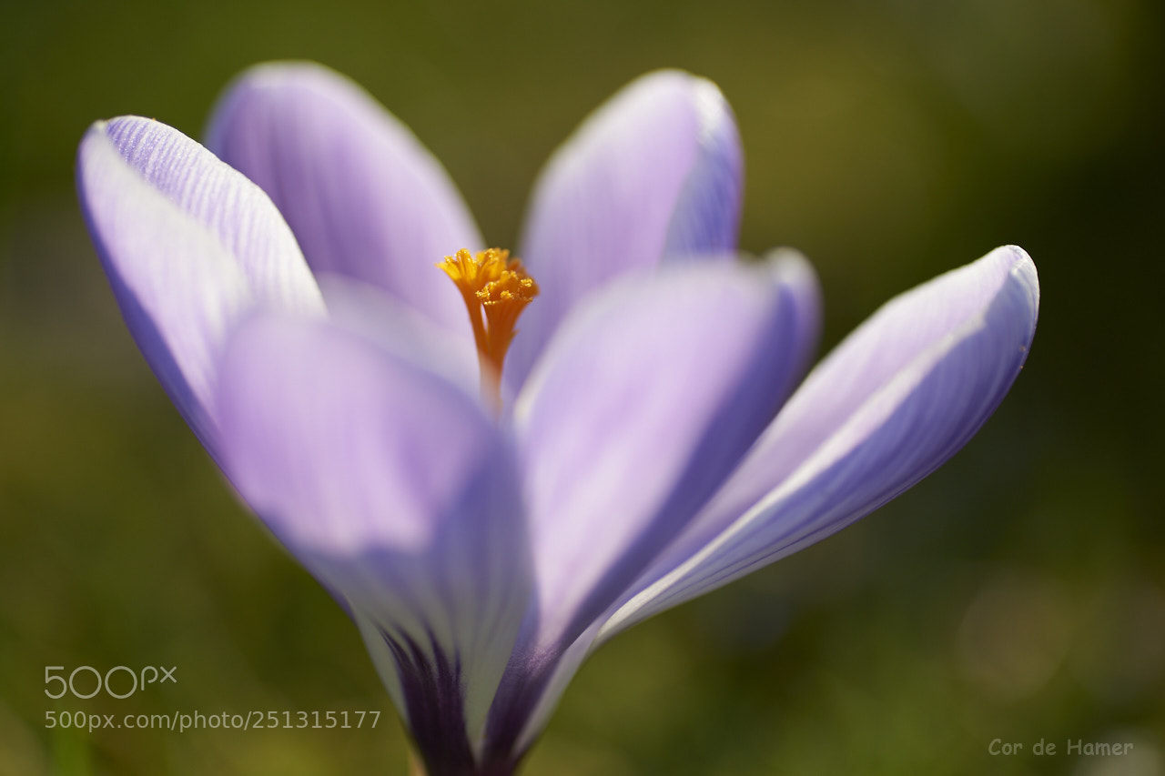 Sony SLT-A99V sample photo. Crocus opened up photography