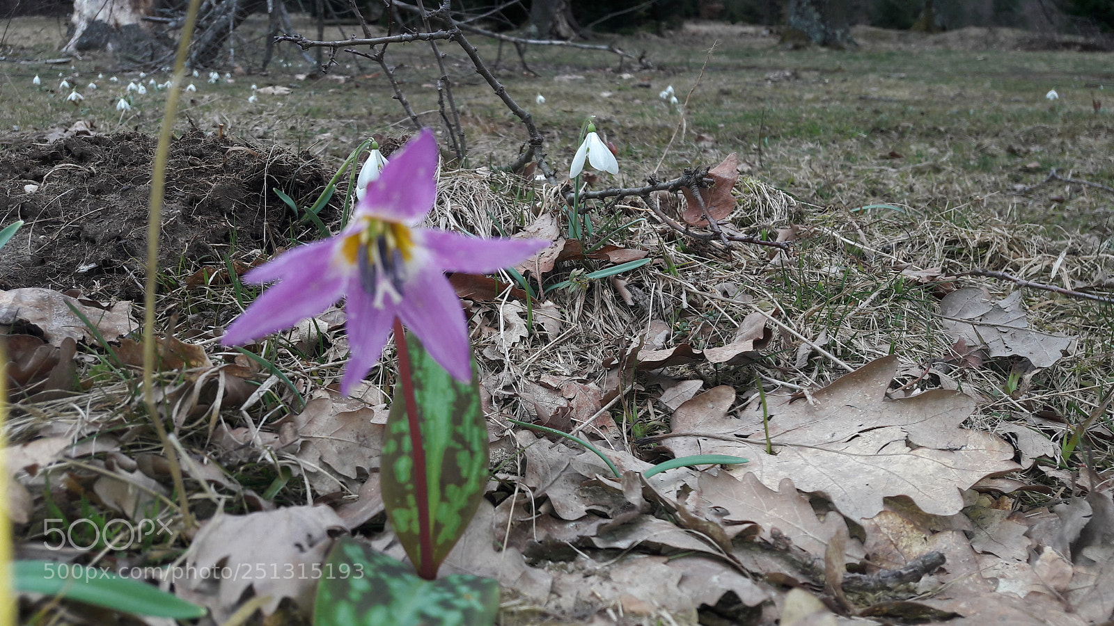 Samsung Galaxy A5(2016) sample photo. Flower photography