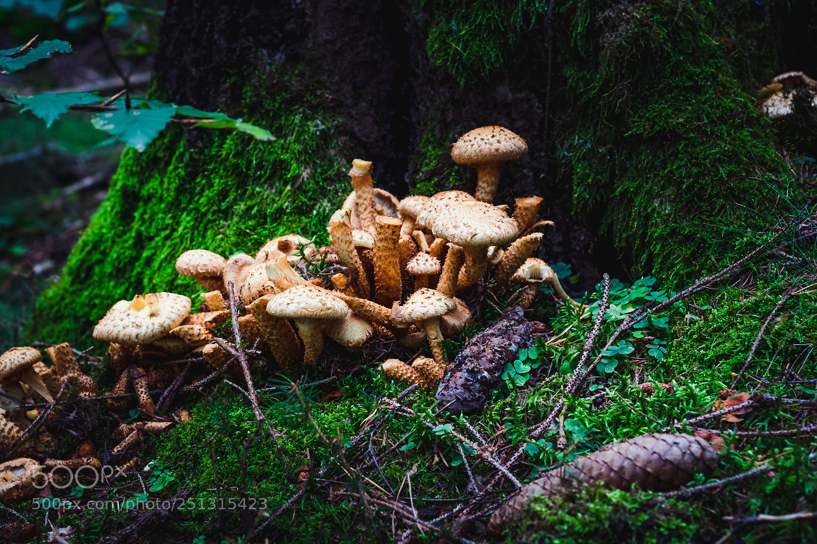 Nikon D5200 sample photo. Even more mushrooms photography