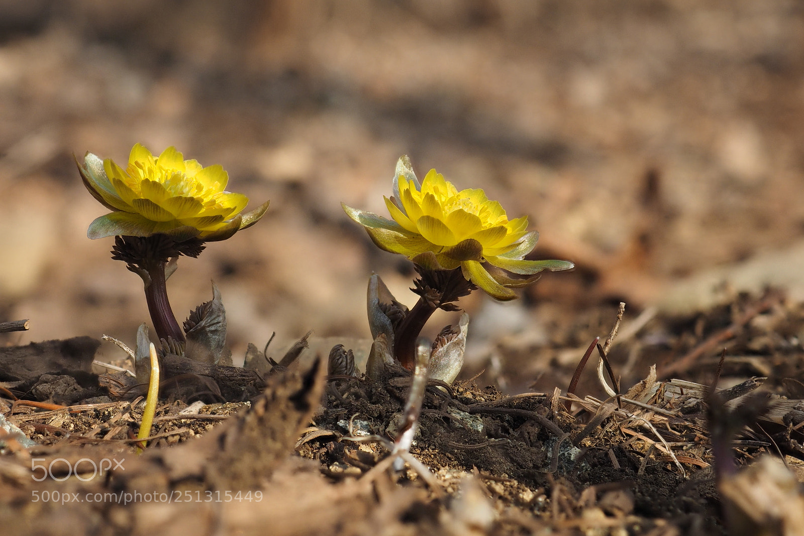 Olympus OM-D E-M1 sample photo. The golden grail photography
