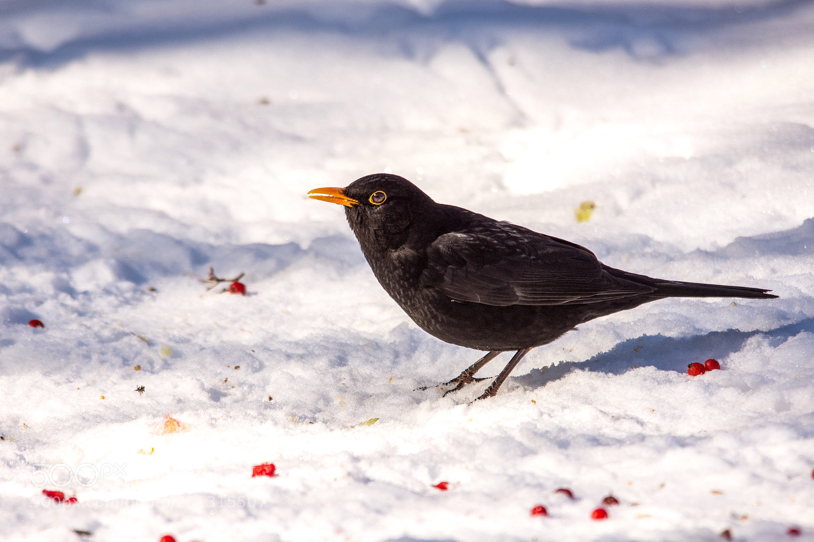 Nikon D7200 sample photo. Blackbird photography