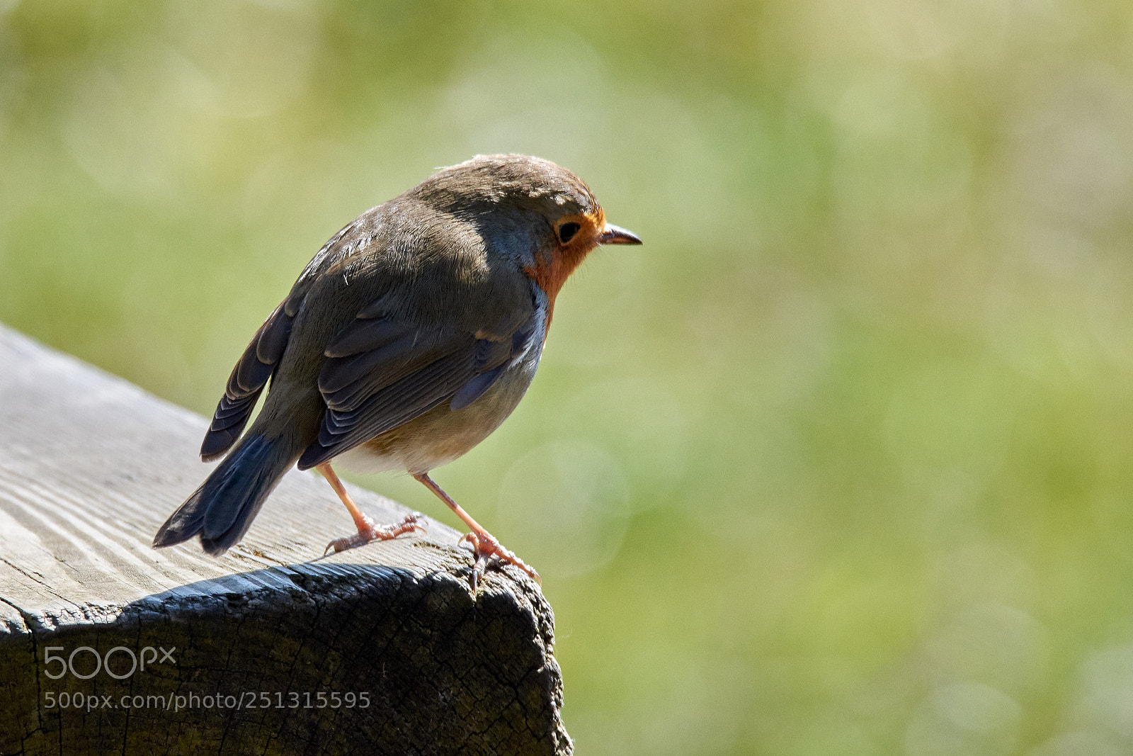 Nikon D7200 sample photo. Little robin photography