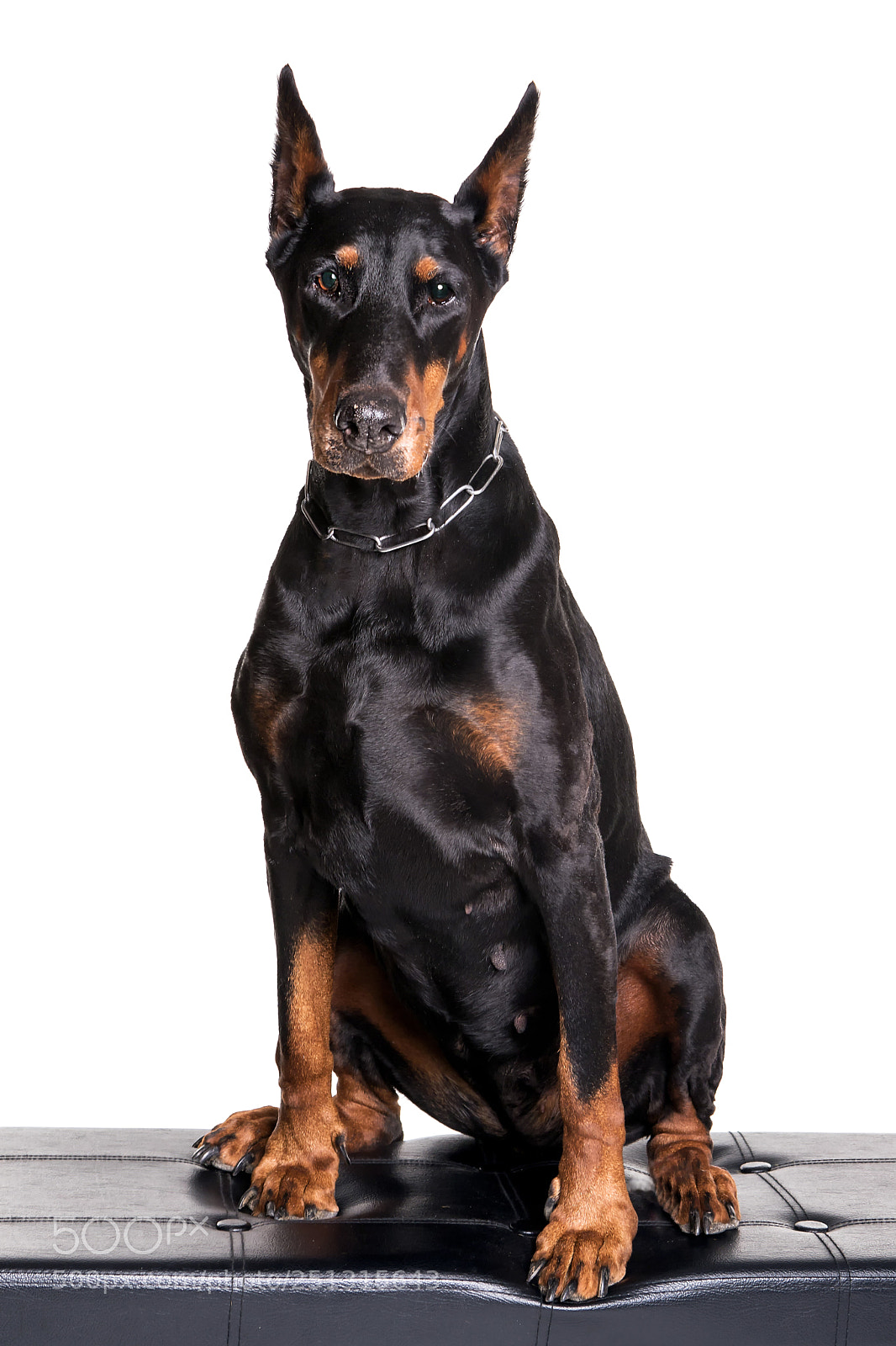 Canon EOS 6D Mark II sample photo. Old doberman dog female photography