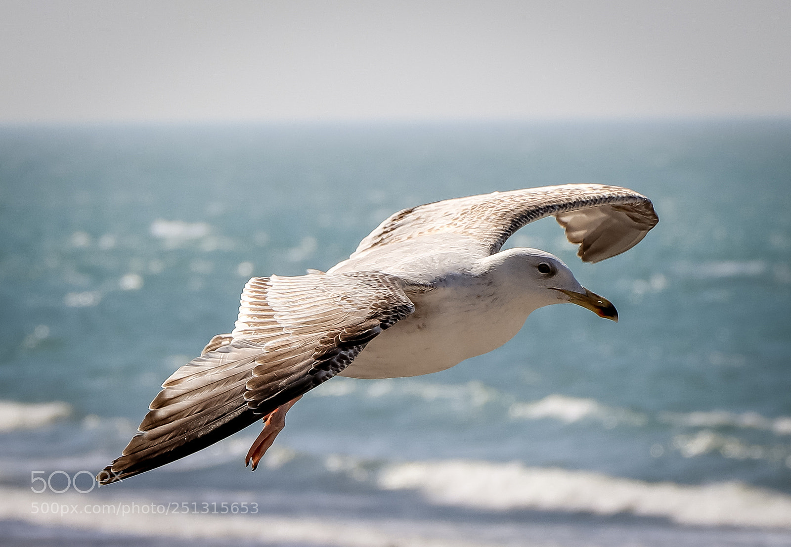 Canon EOS 80D sample photo. Jonathan livingston le go photography