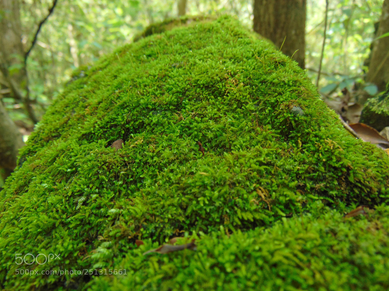 Sony Cyber-shot DSC-H300 sample photo. Green textures photography
