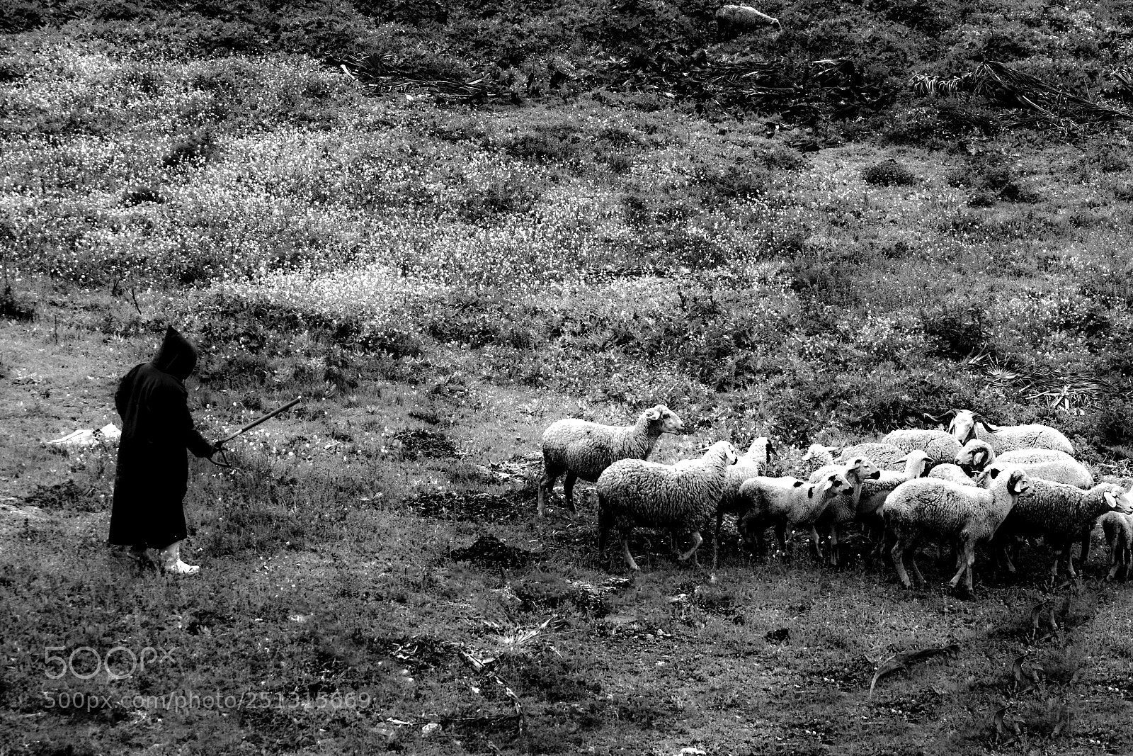 Pentax K-5 sample photo. Berger et son troupeau photography