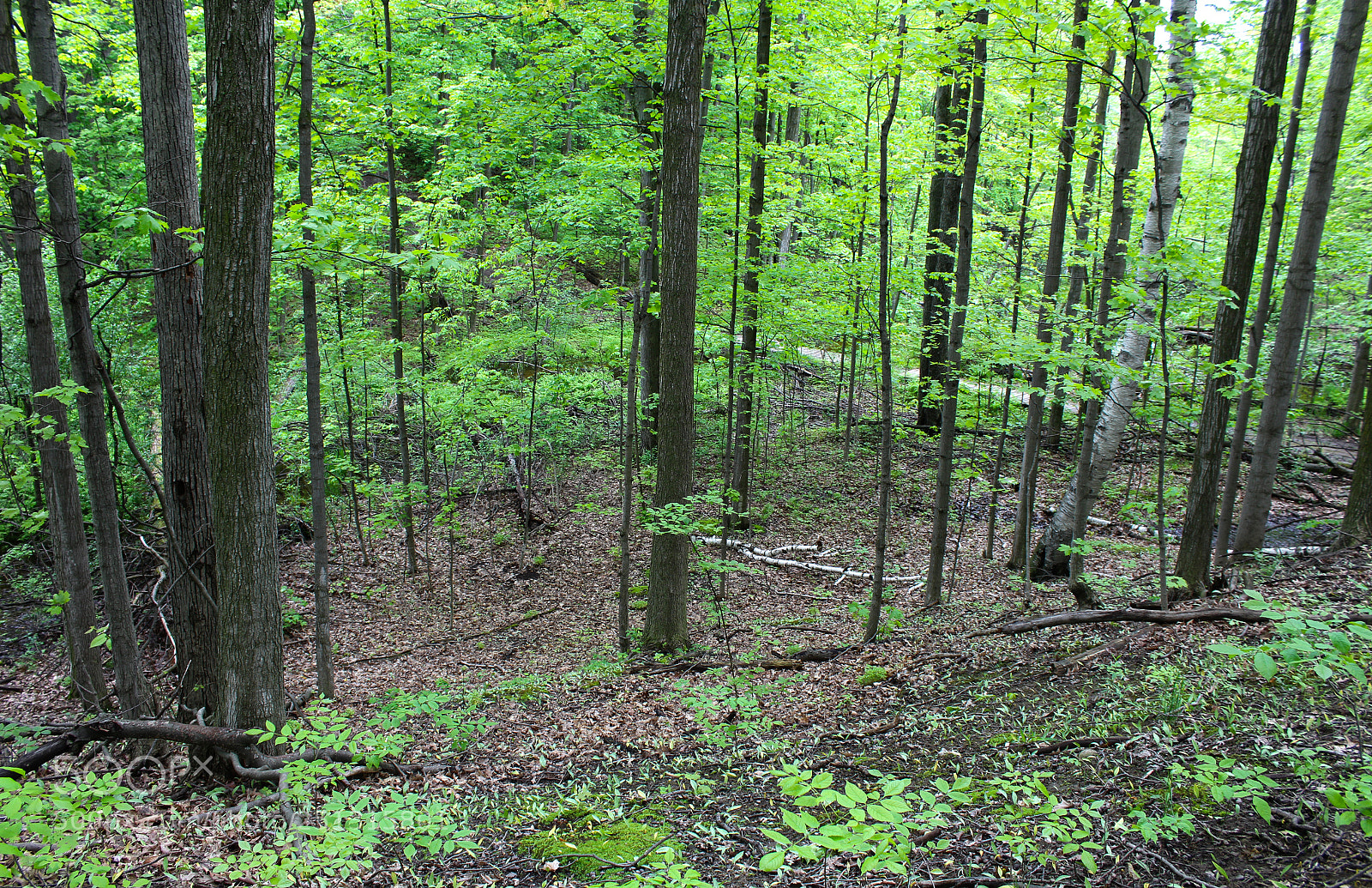 Canon EOS 1200D (EOS Rebel T5 / EOS Kiss X70 / EOS Hi) sample photo. Forest path photography