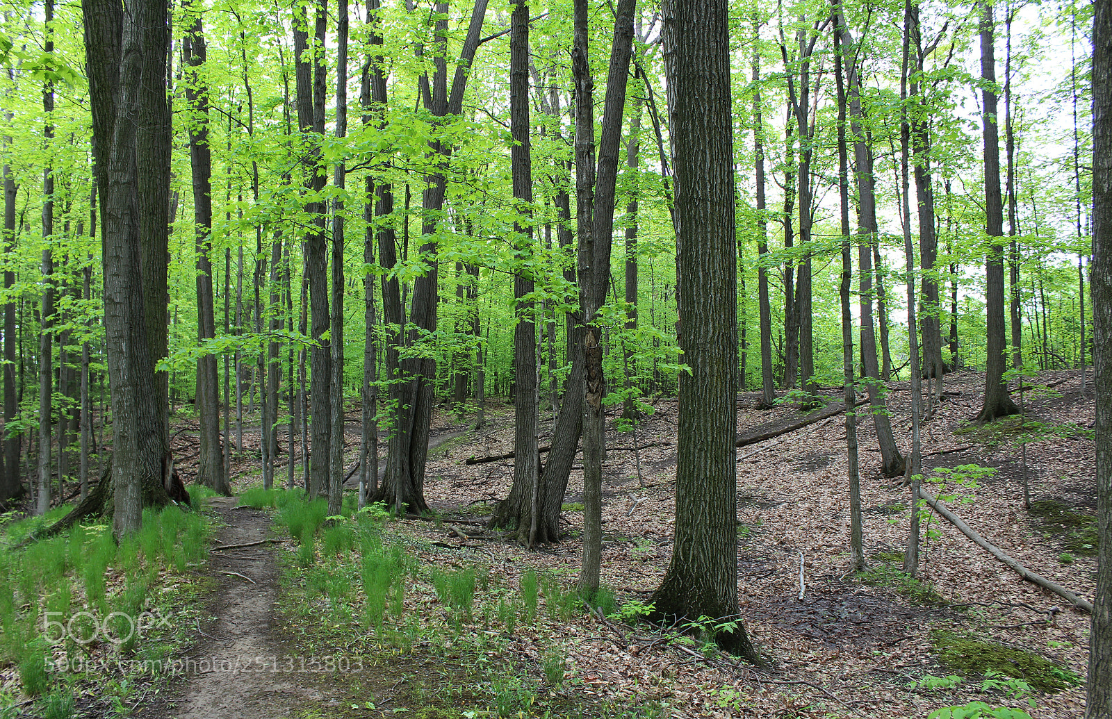 Canon EOS 1200D (EOS Rebel T5 / EOS Kiss X70 / EOS Hi) sample photo. Forest path photography
