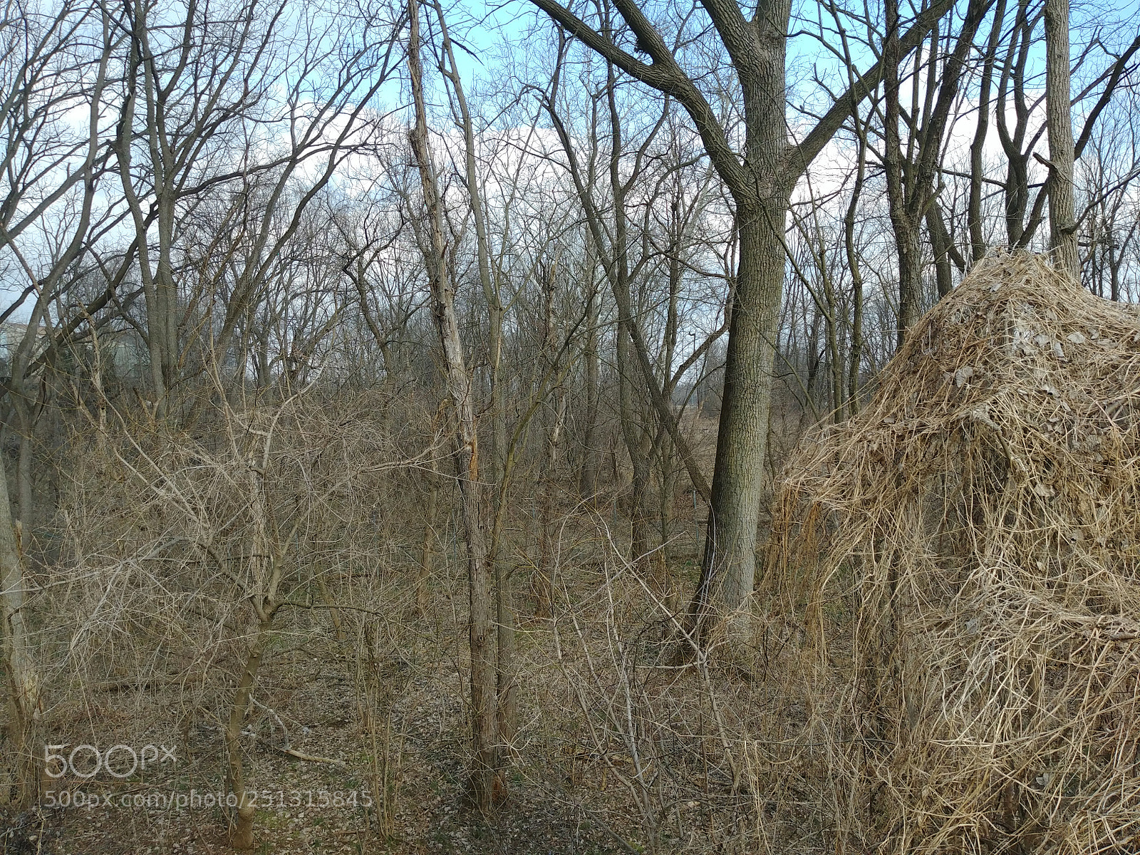 LG G6 sample photo. Walking in the woods photography