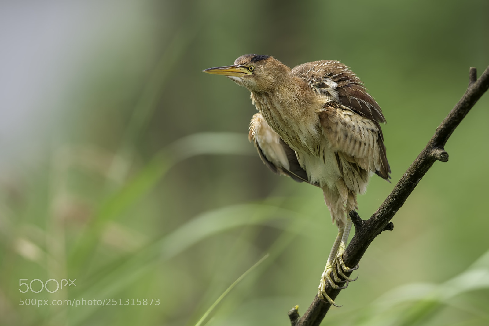 Nikon D800 sample photo. Little bittern photography