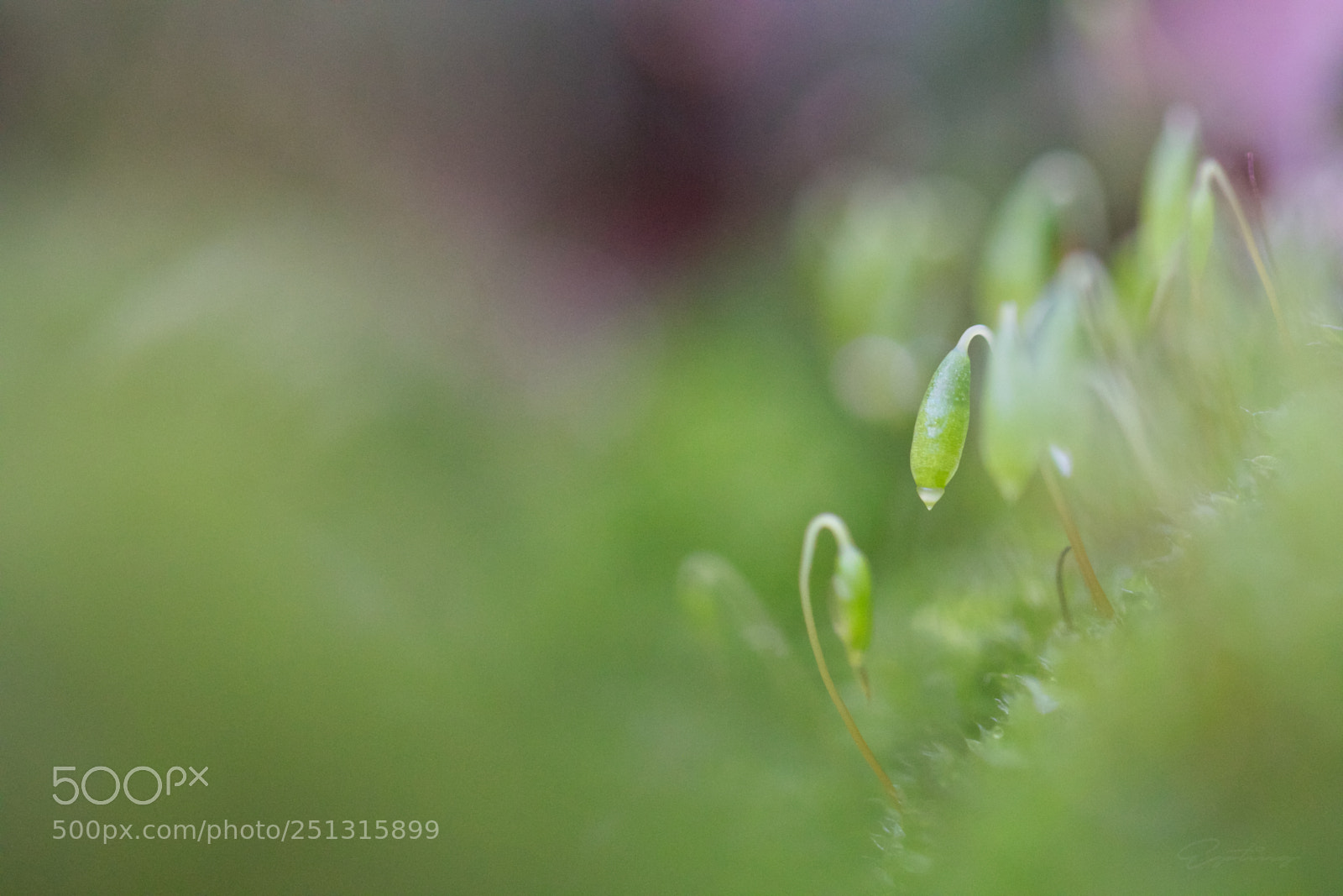 Canon EOS 70D sample photo. Moss ... photography