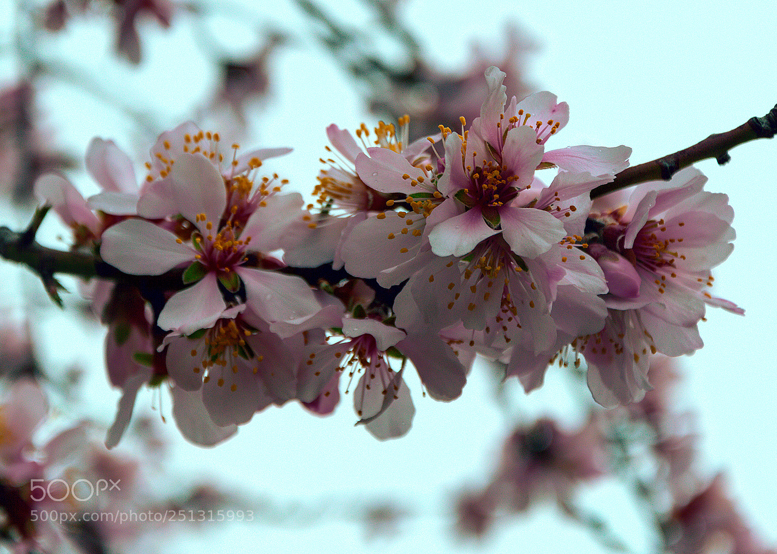 Nikon D3200 sample photo. Fiori di mandorlo.jpg photography