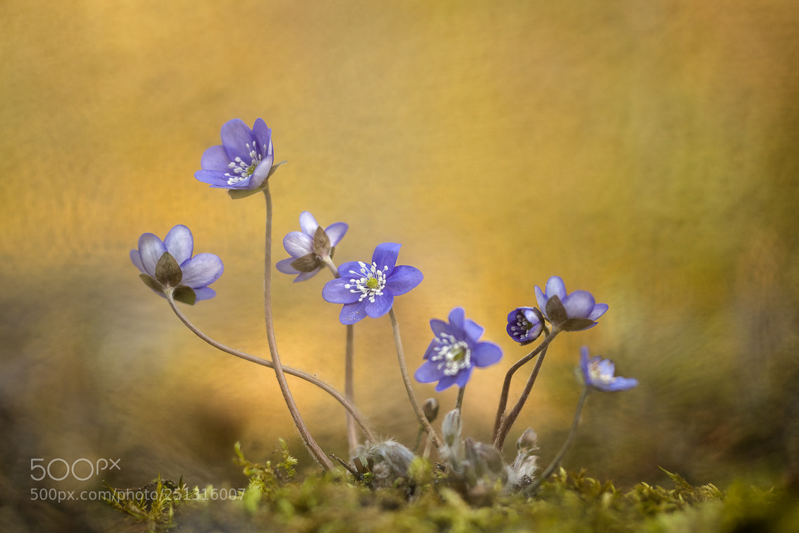 Nikon D810 sample photo. Hepatica nobilis (pres m) photography