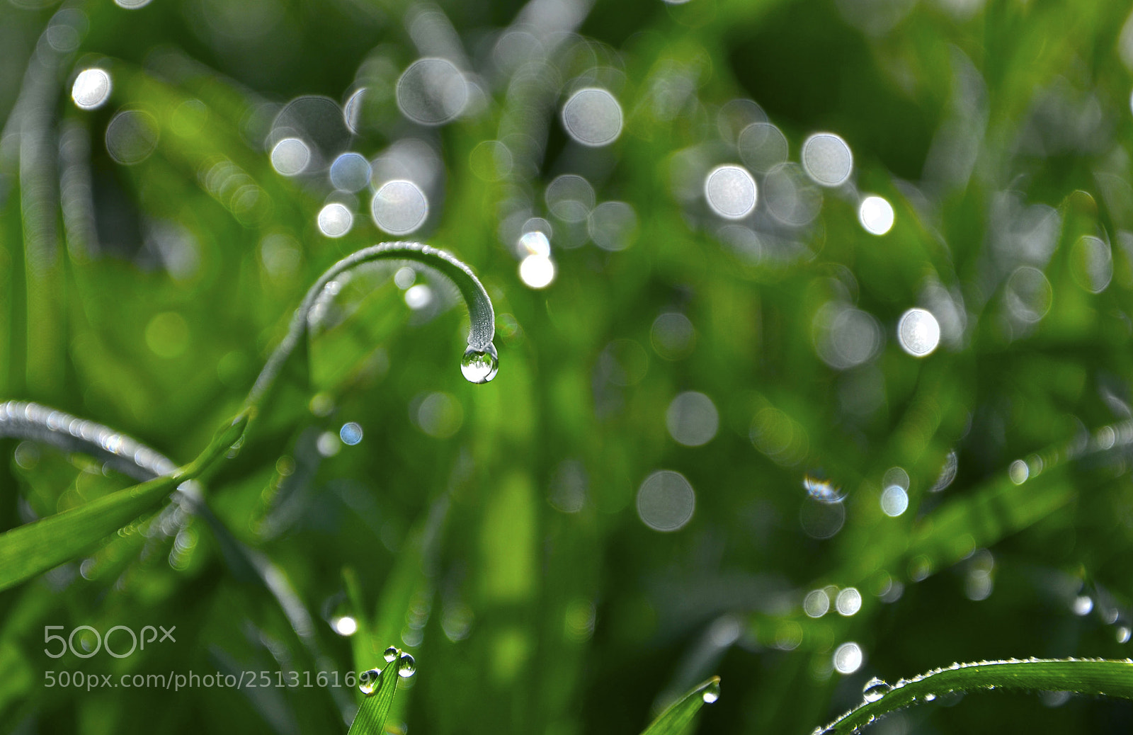 Nikon D7000 sample photo. Drops photography