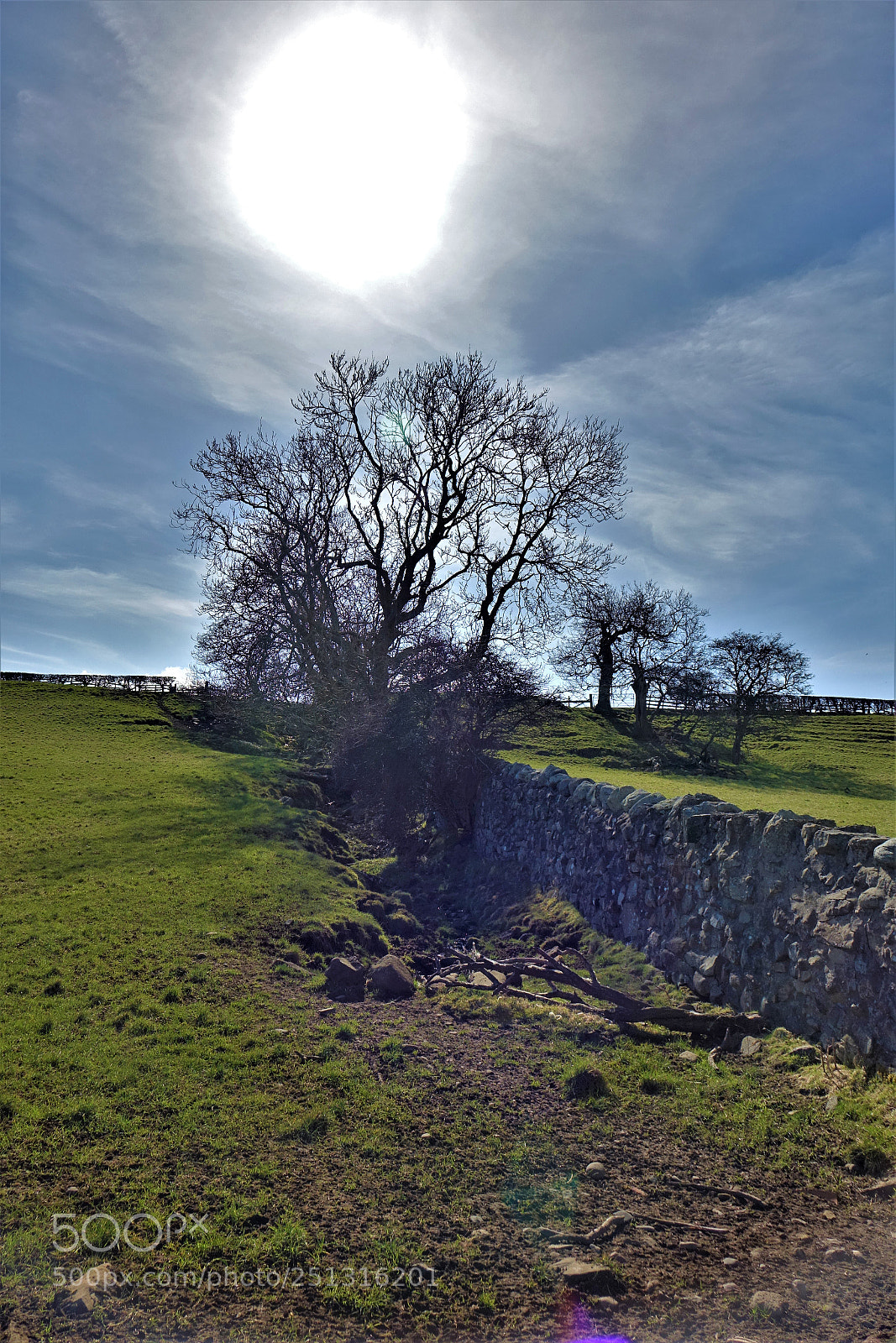 Sony Cyber-shot DSC-RX10 sample photo. Treescape photography