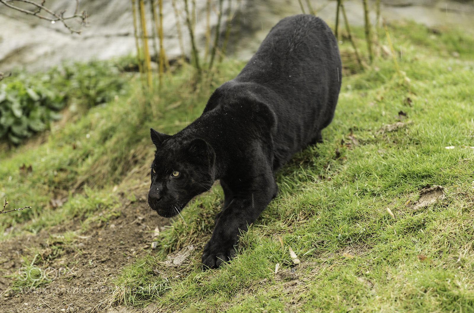Nikon D5 sample photo. Black jaguar series photography