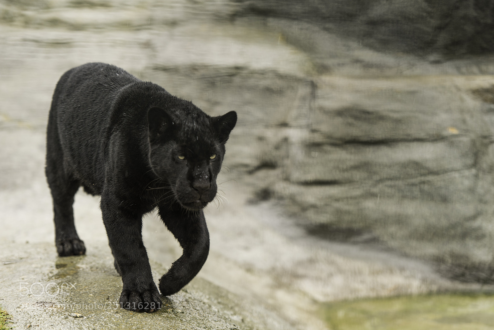 Nikon D5 sample photo. Black jaguar series photography