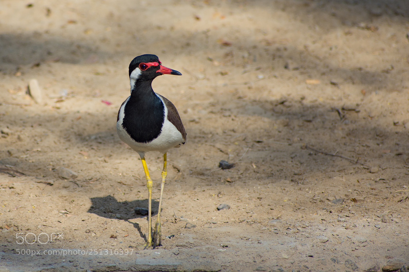 Nikon D7200 sample photo. Cute red wattled lapwing photography