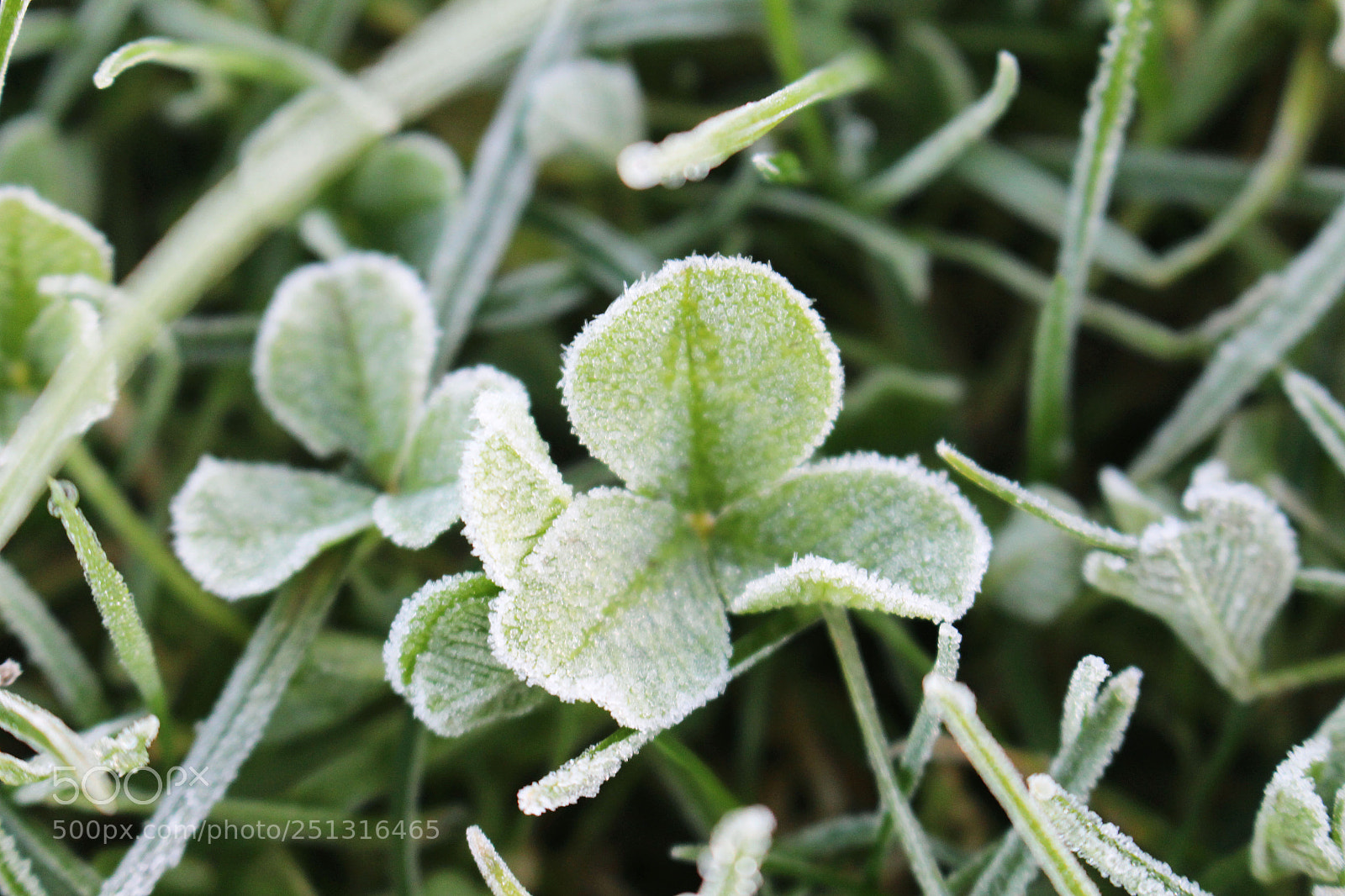 Canon EOS 700D (EOS Rebel T5i / EOS Kiss X7i) sample photo. Untitled photography