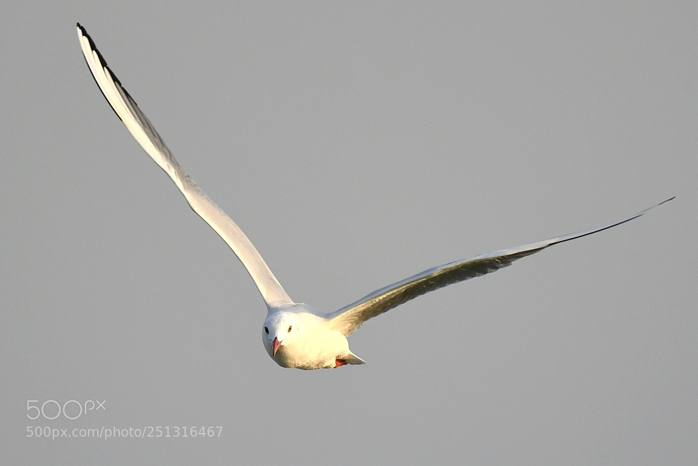 Nikon AF-S Nikkor 200-500mm F5.6E ED VR sample photo. Seagull photography