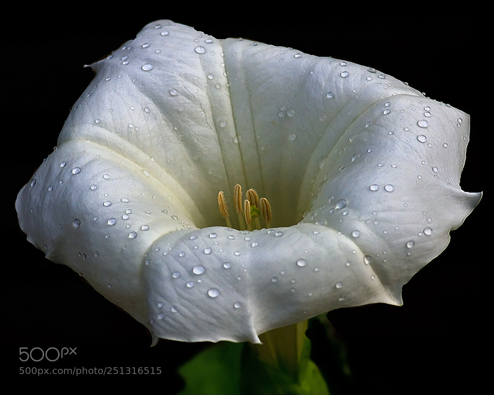 Canon EOS 40D sample photo. Datura stramonium photography