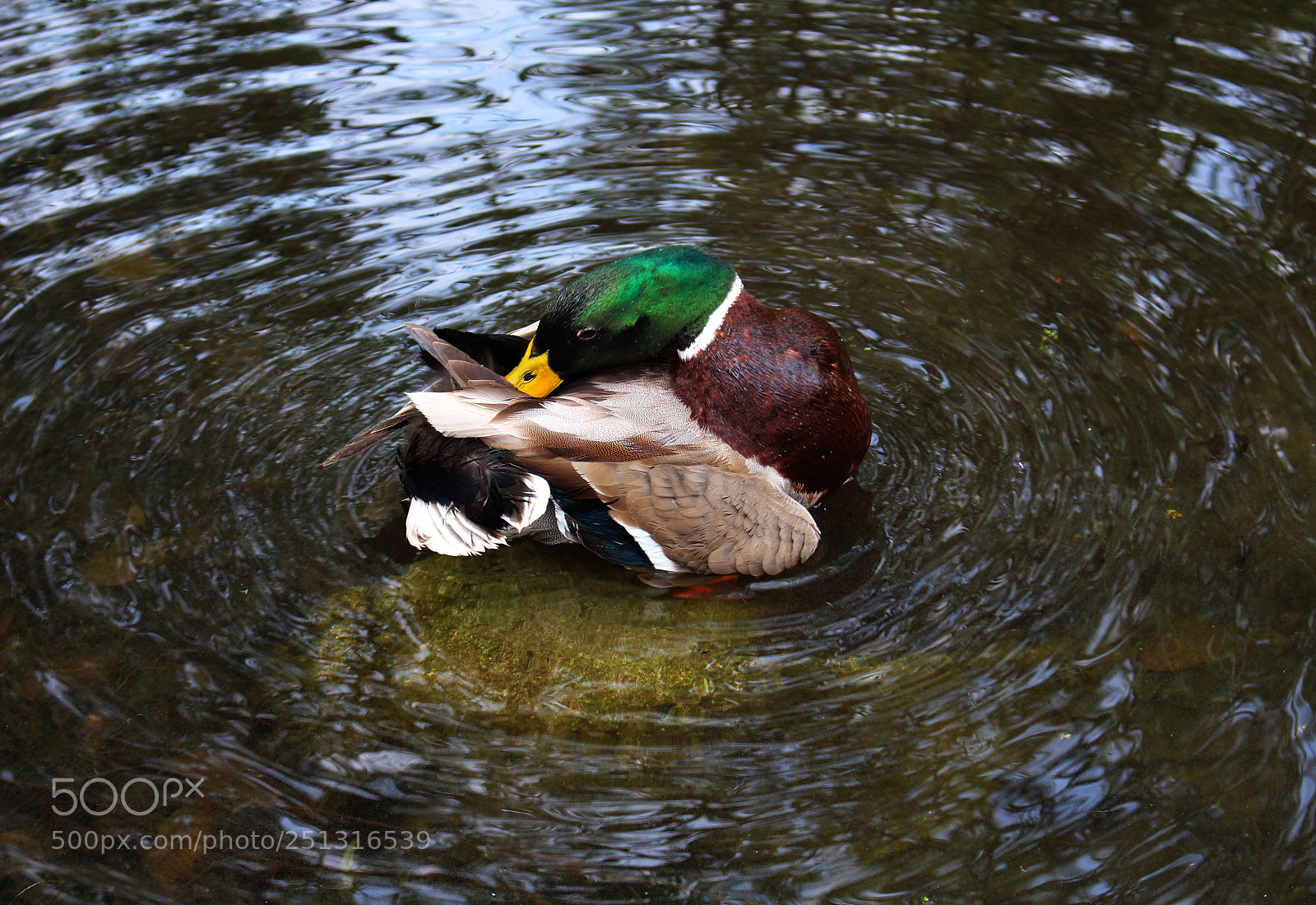 Canon EOS 700D (EOS Rebel T5i / EOS Kiss X7i) sample photo. Untitled photography