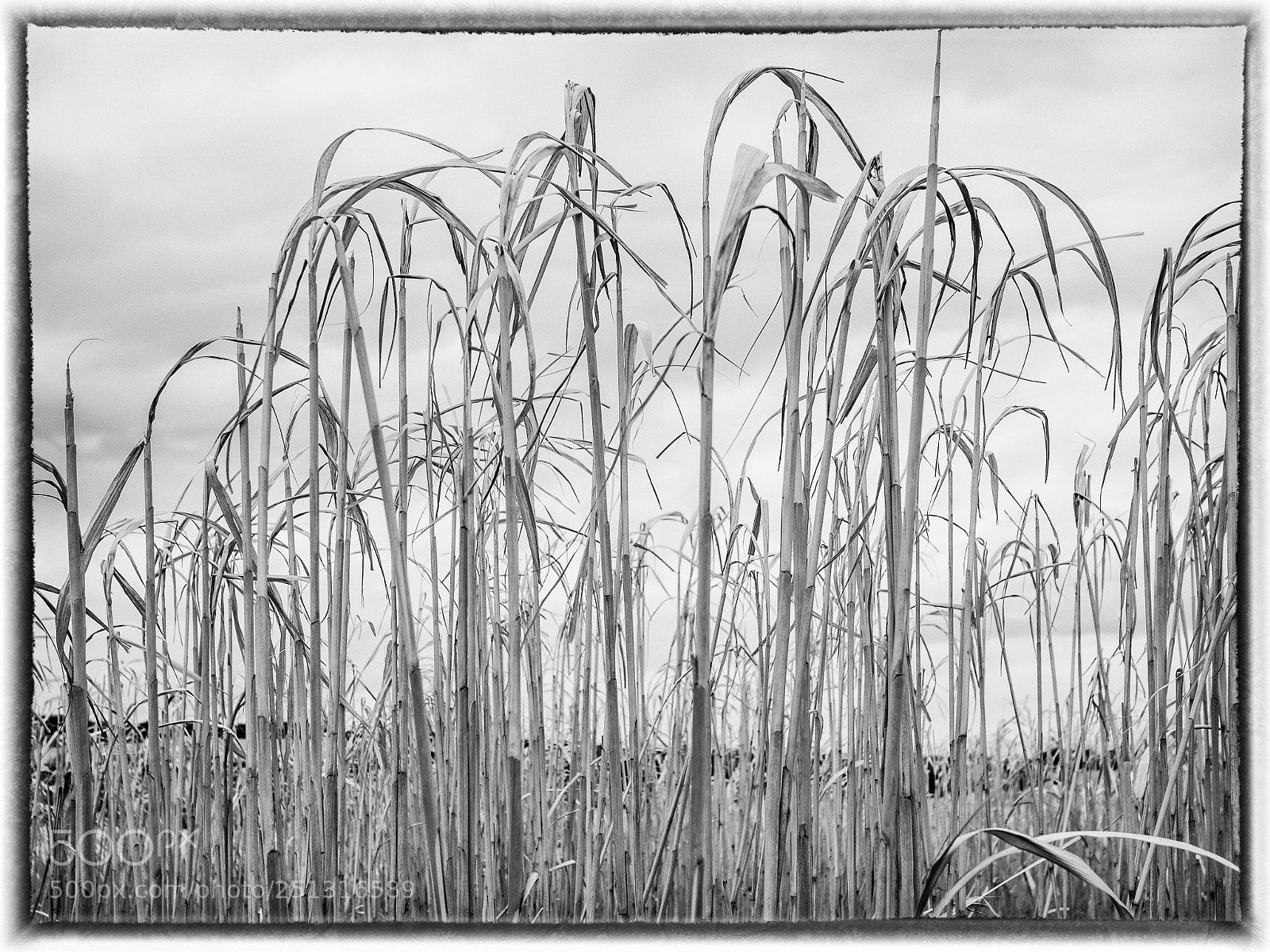 Olympus PEN-F sample photo. Wheat field photography