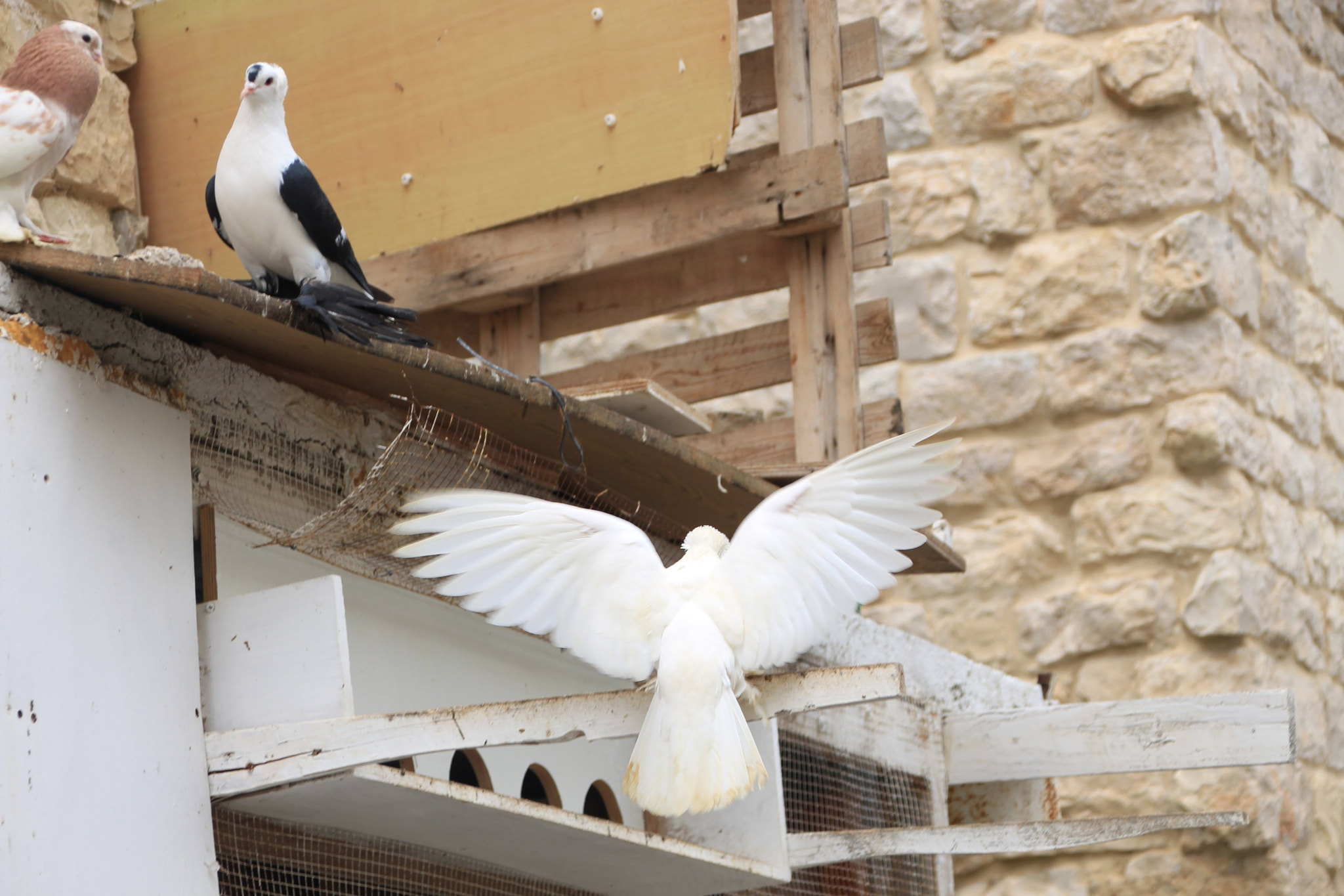 Canon EOS 700D (EOS Rebel T5i / EOS Kiss X7i) + Canon TS-E 90mm F2.8 Tilt-Shift sample photo. Pigeons of peace photography