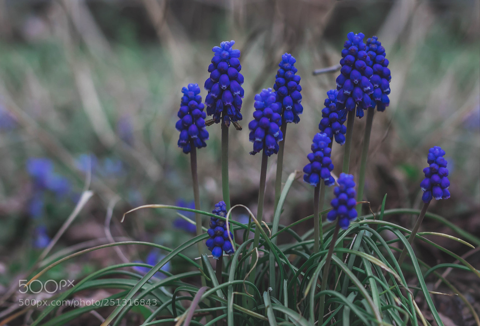 Canon EOS 1300D (EOS Rebel T6 / EOS Kiss X80) sample photo. Blue hyacinth photography