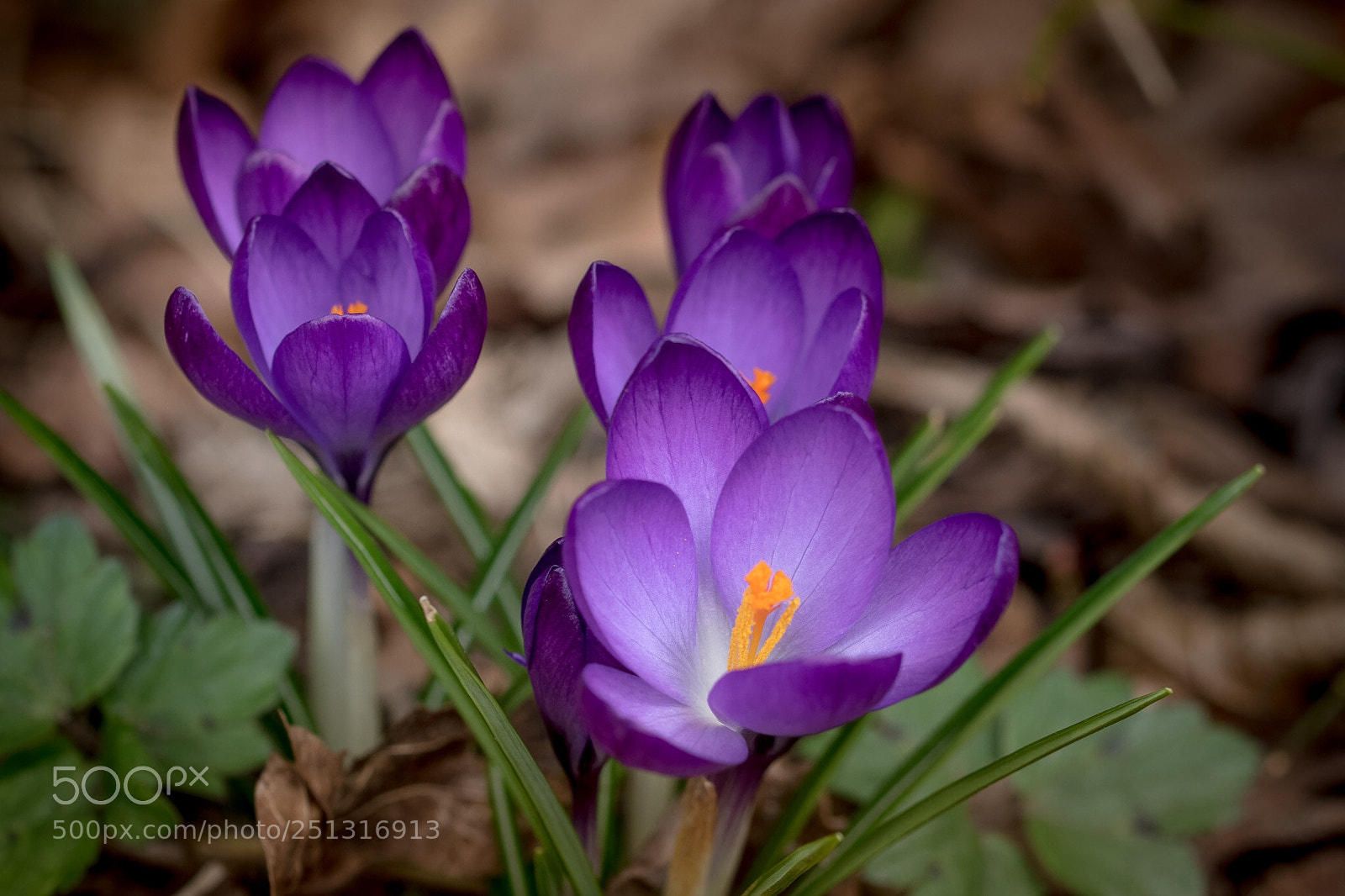 Canon EOS 7D Mark II sample photo. Crocuses  photography