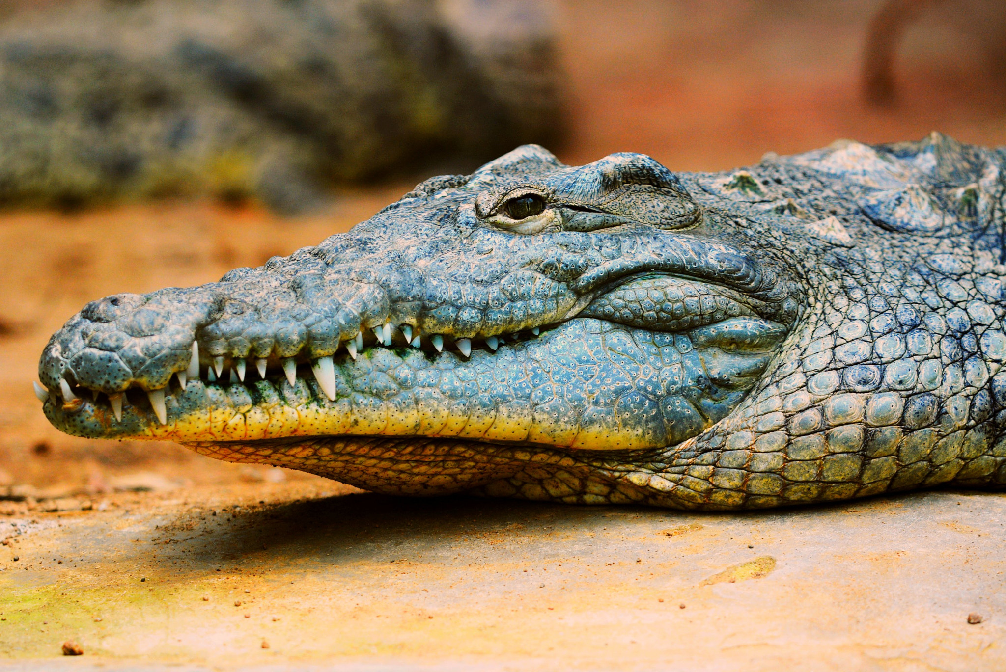 Nikon D7100 sample photo. Alligator photography