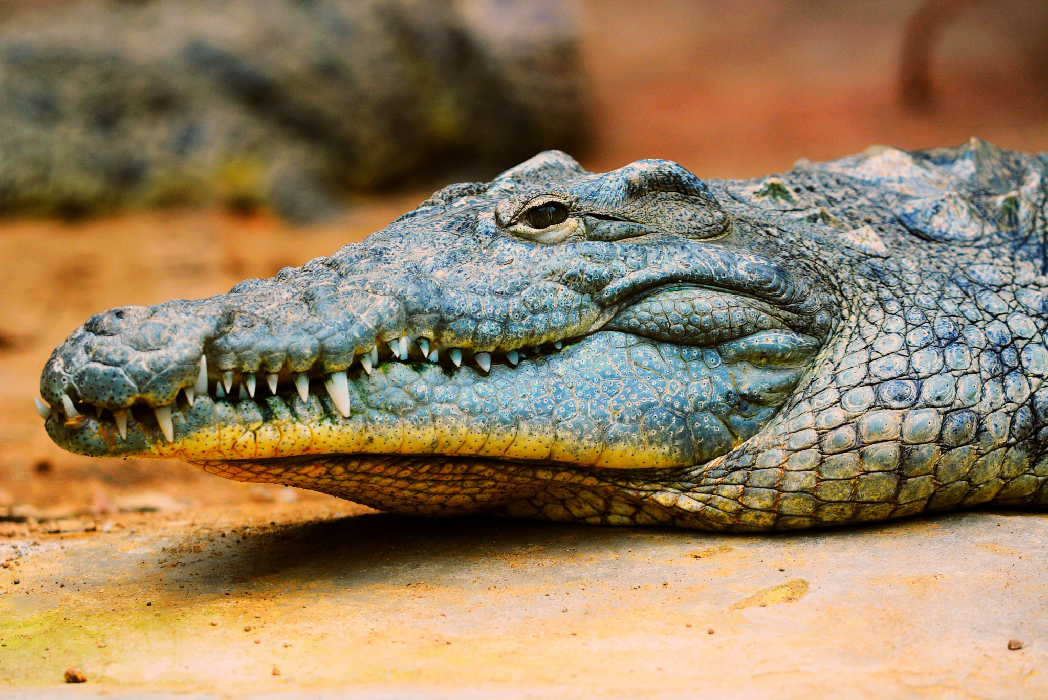 Sigma 150mm F2.8 EX DG Macro HSM sample photo. Alligator photography