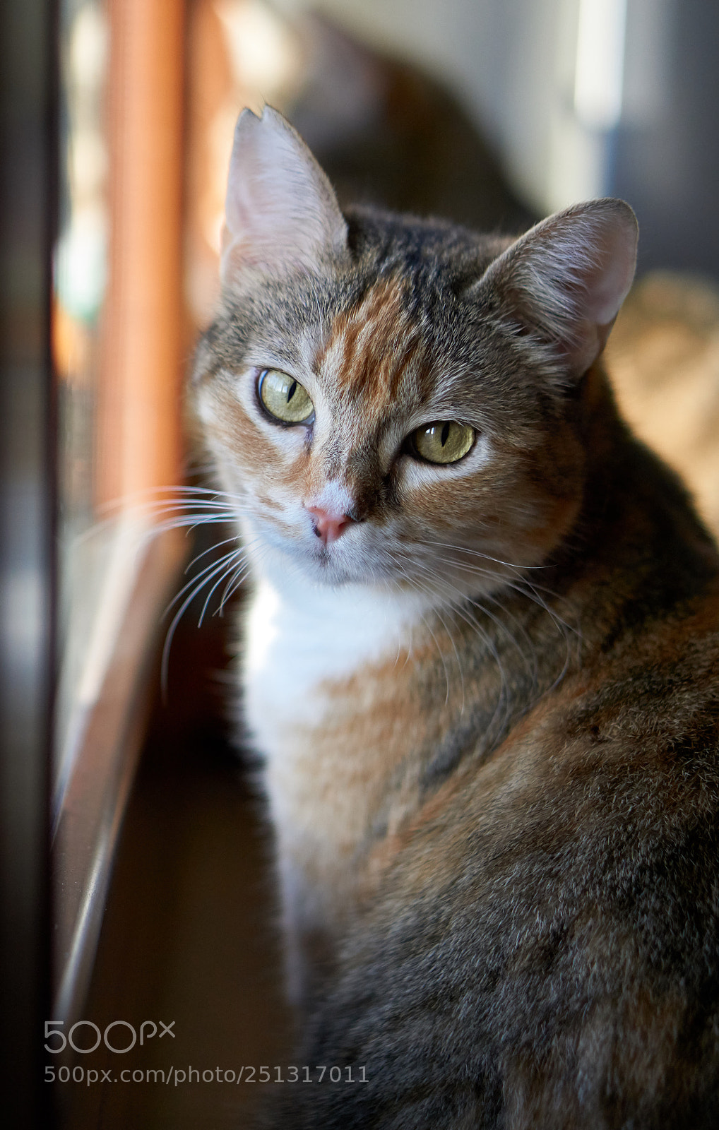 Sony a5100 sample photo. Lucy photography