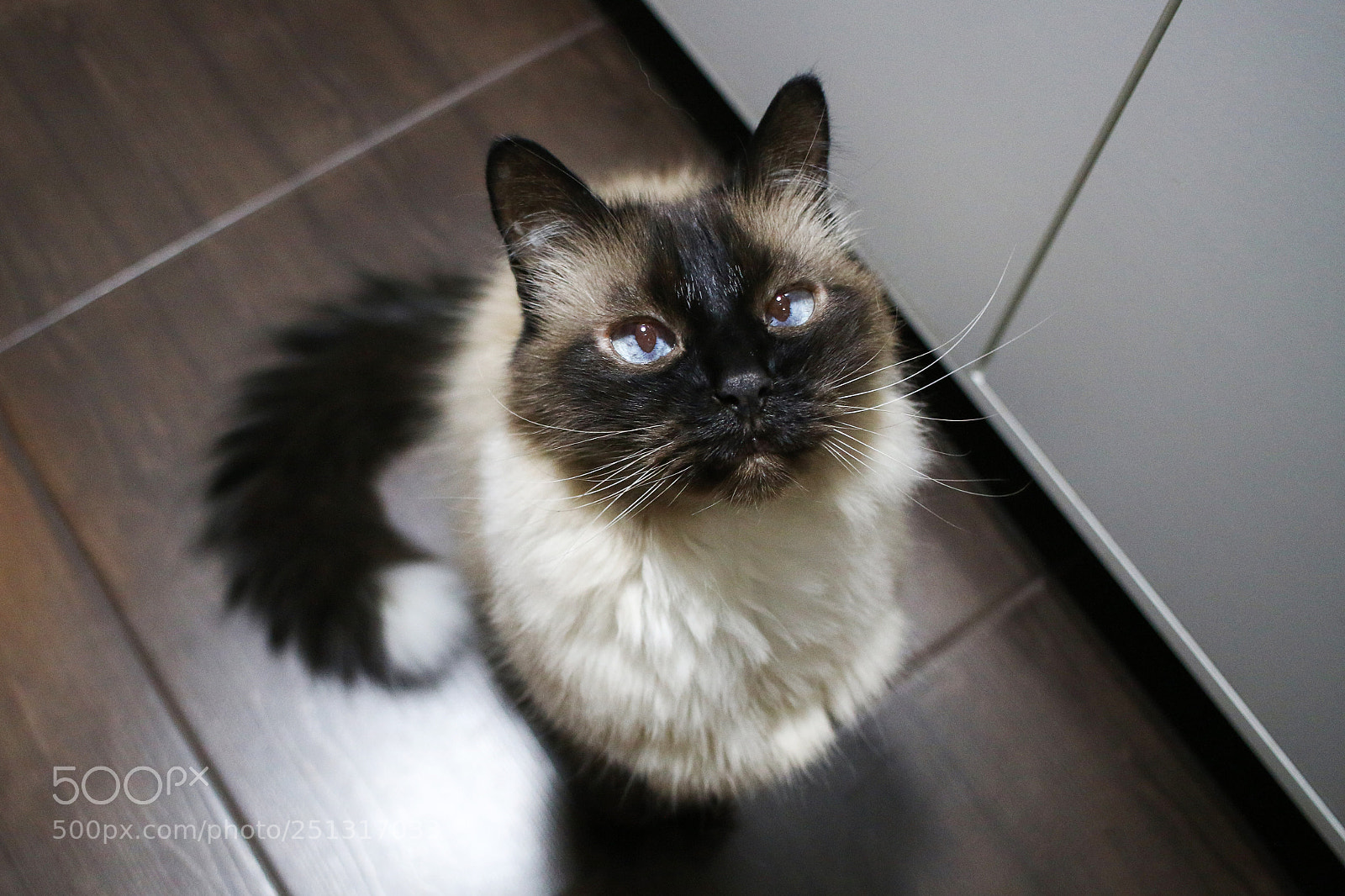 Canon EOS 70D sample photo. Misu, my best friend photography