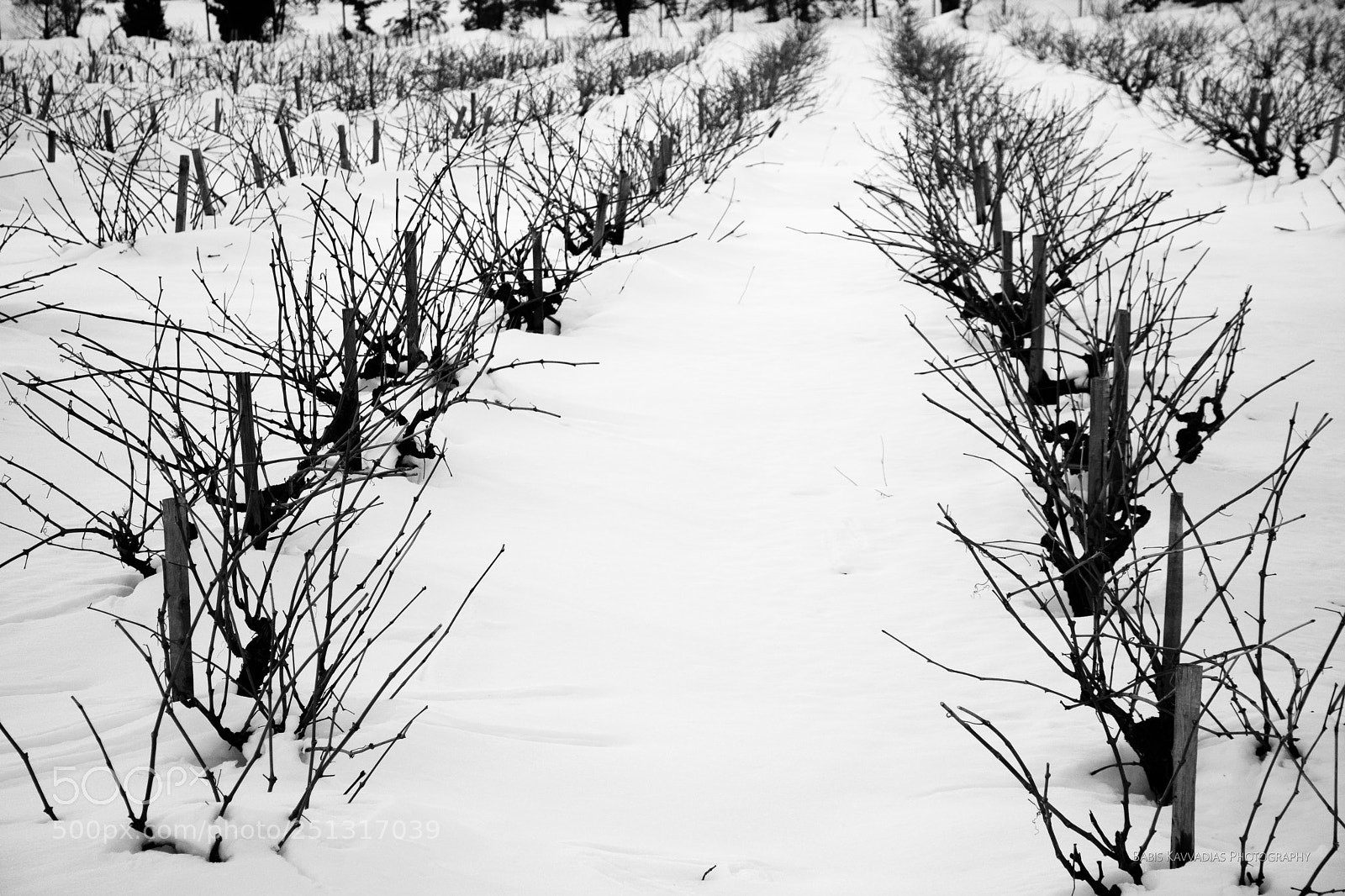 Nikon D7200 sample photo. Grape vines photography