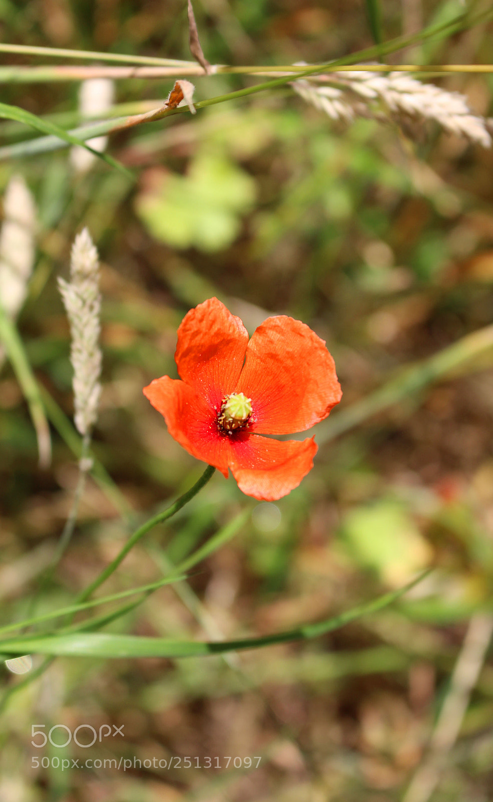Canon EOS 700D (EOS Rebel T5i / EOS Kiss X7i) sample photo. Untitled photography