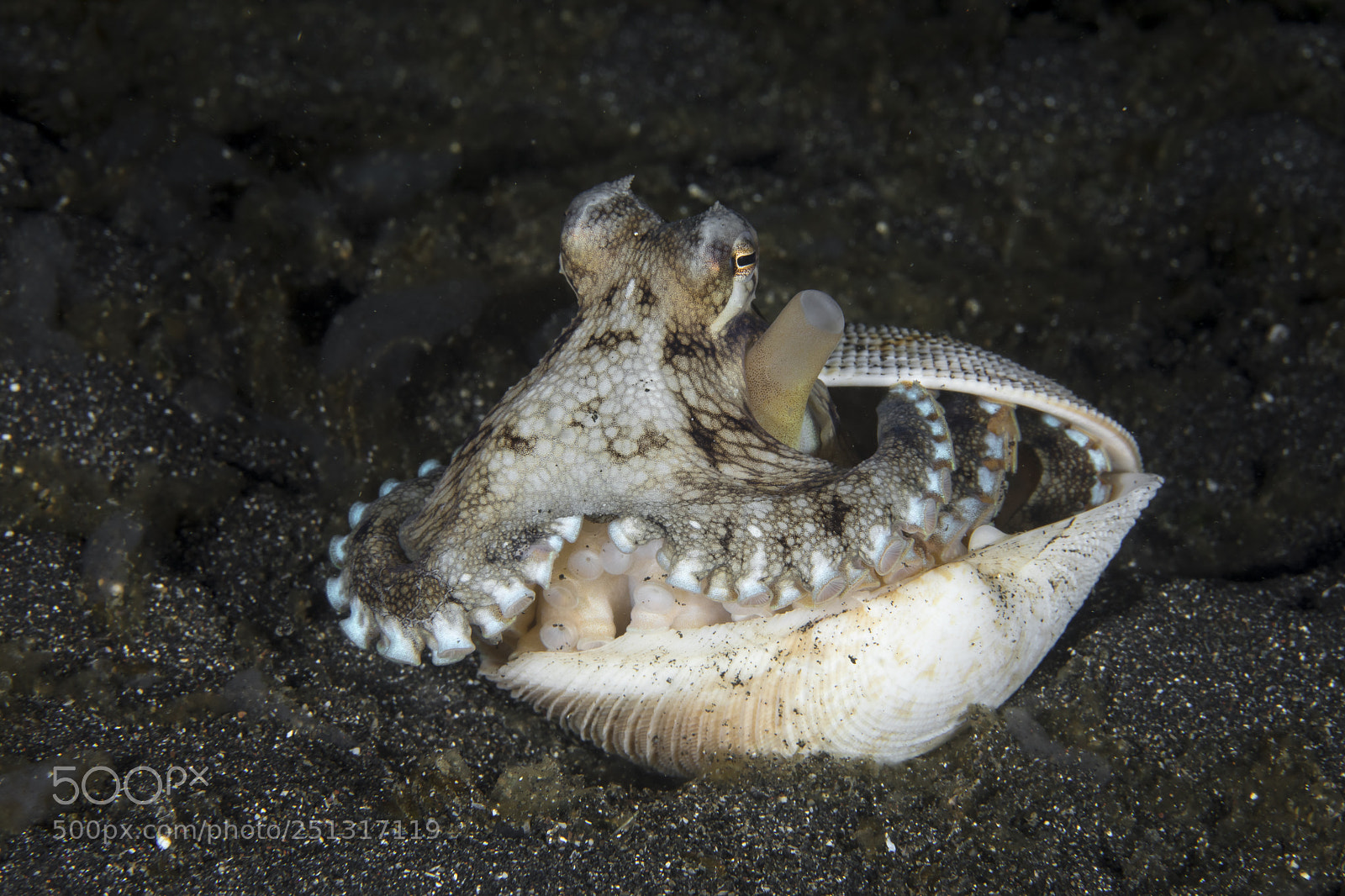 Canon EOS 5D Mark IV sample photo. Amphioctopus marginatus photography