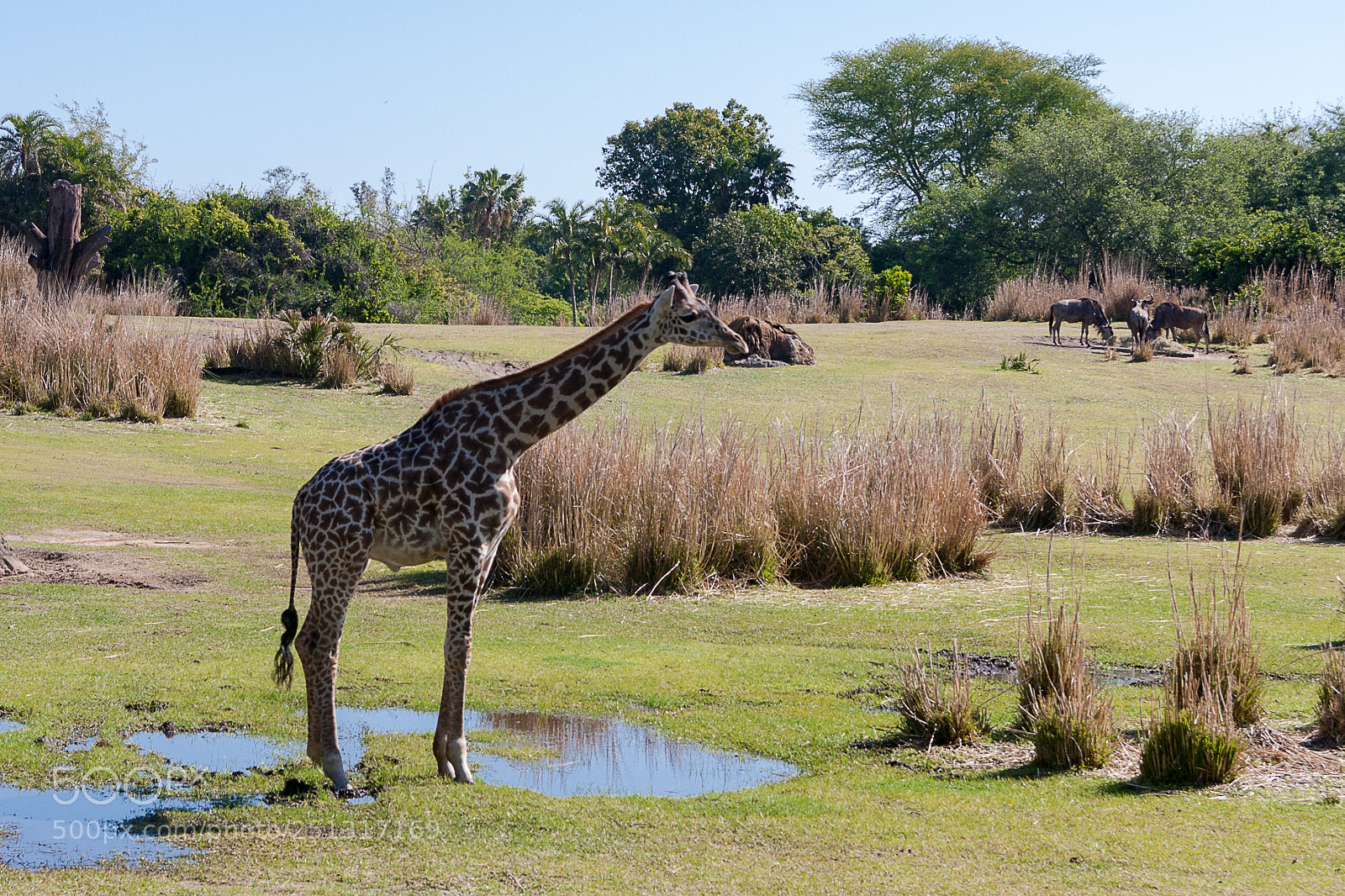 Canon EOS 40D sample photo. Girafe à epcot photography