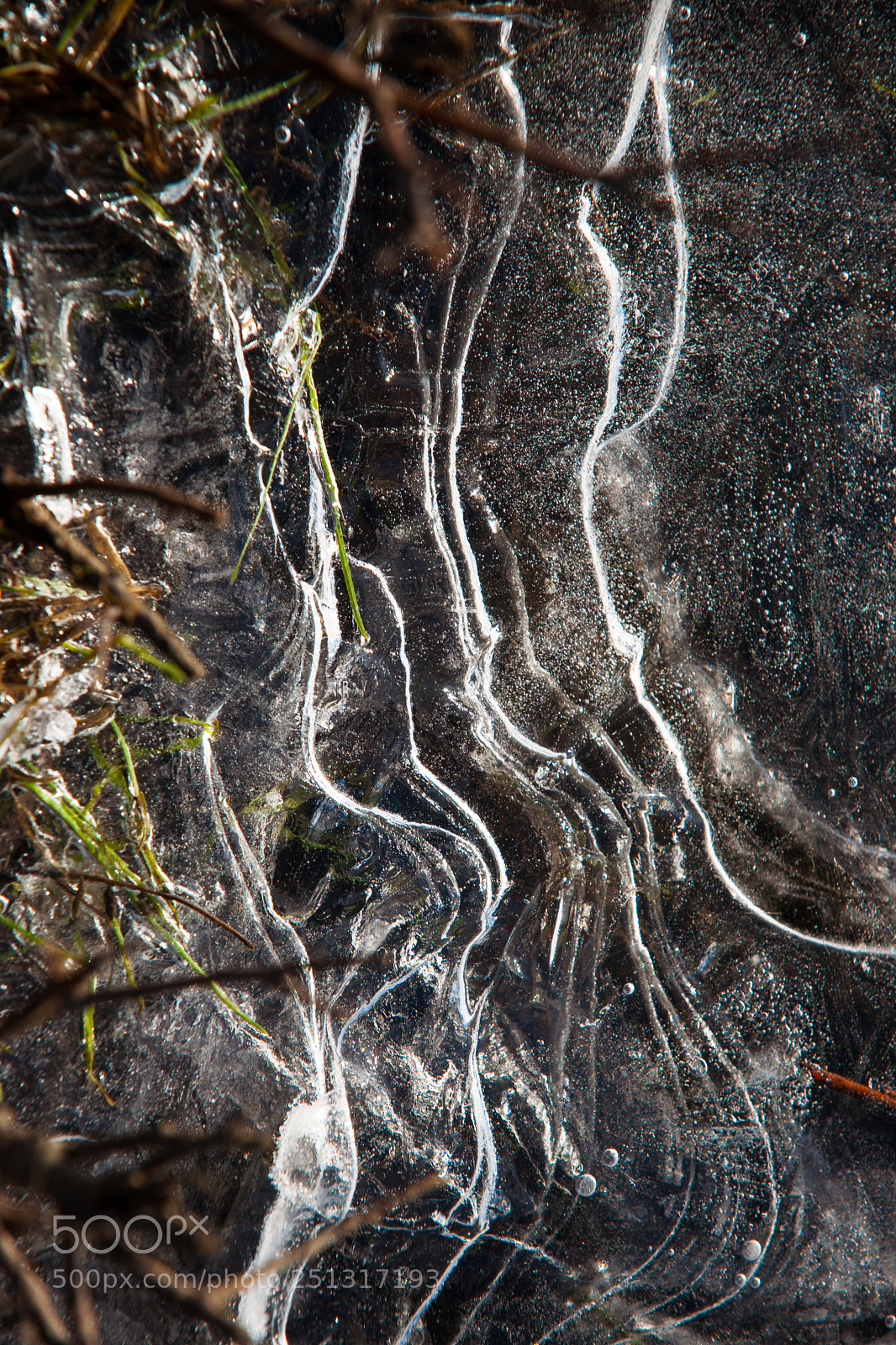 Sony Alpha DSLR-A900 sample photo. Frozen details of frosty photography