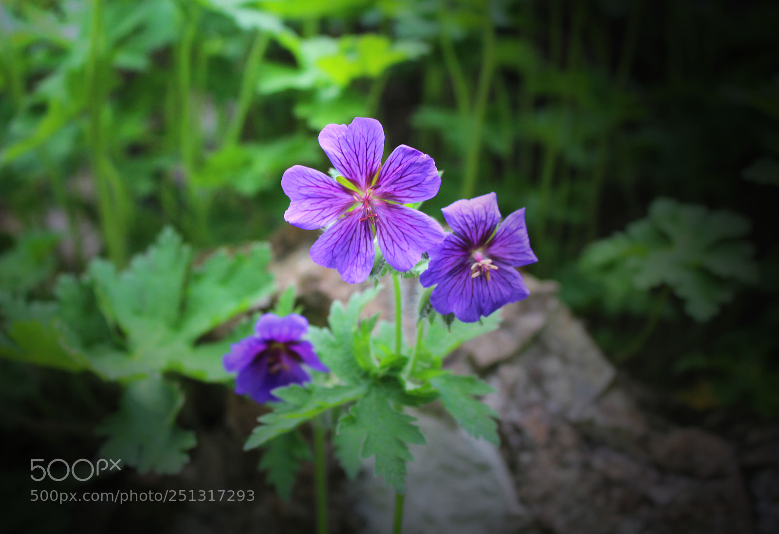 Canon EOS 700D (EOS Rebel T5i / EOS Kiss X7i) sample photo. Untitled photography