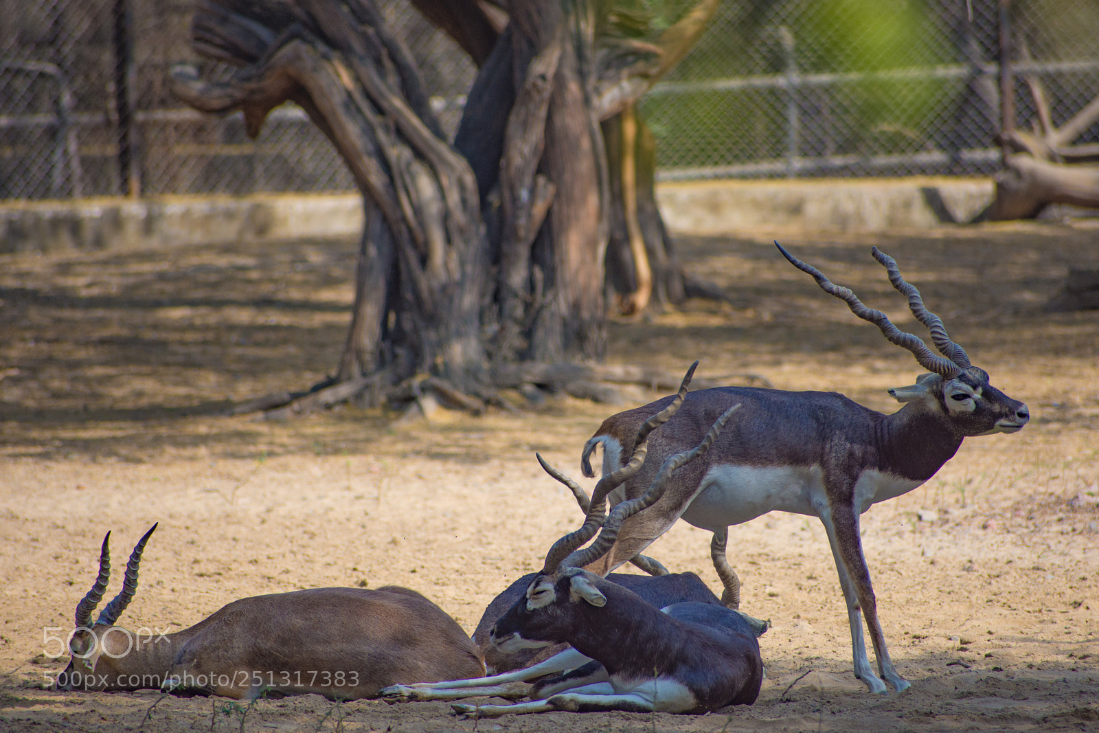 Nikon D7200 sample photo. Black bucks photography