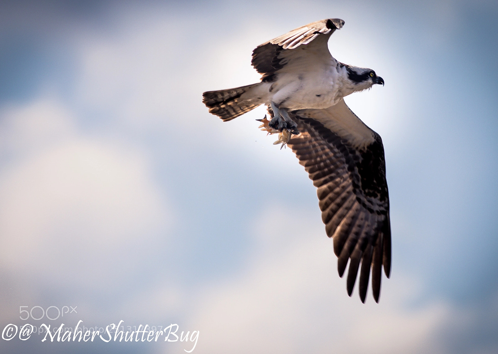 Canon EOS 5D Mark IV sample photo. Two fish in one photography