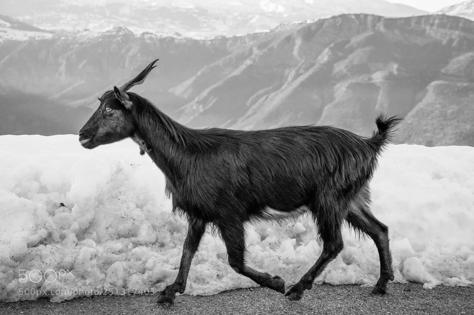 Nikon D7200 sample photo. Goats photography