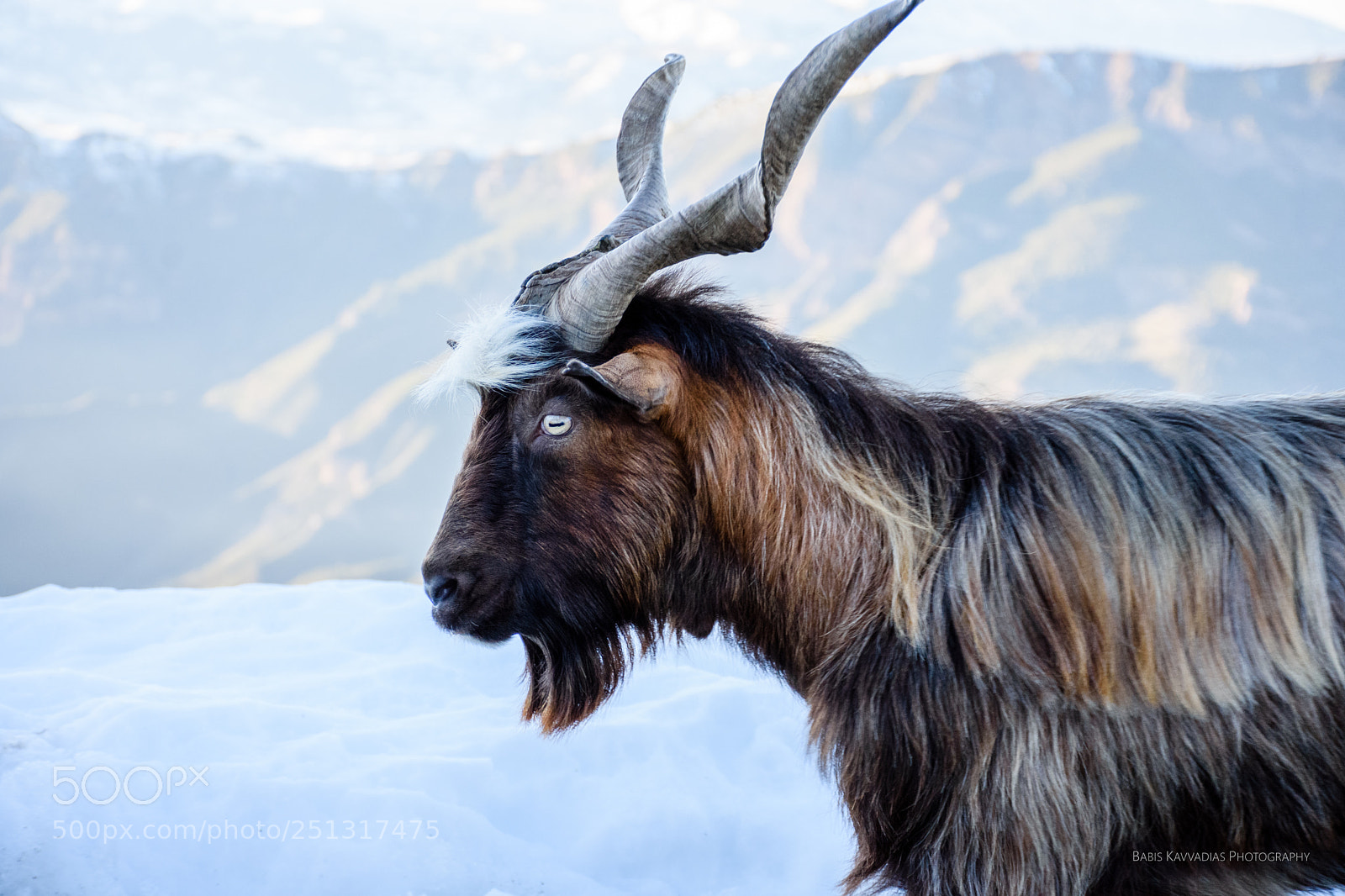 Nikon D7200 sample photo. Goats photography